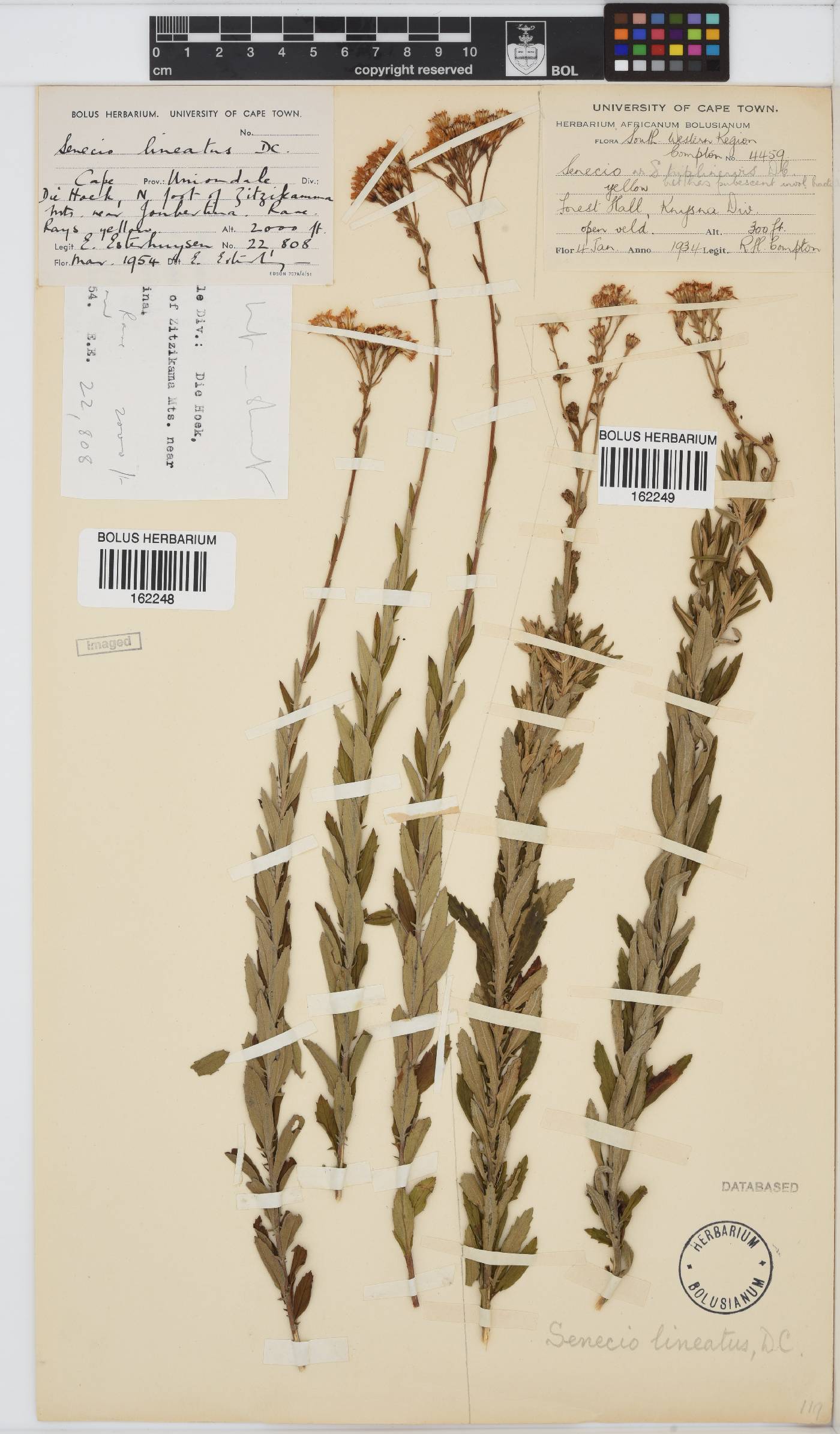 Senecio lineatus image