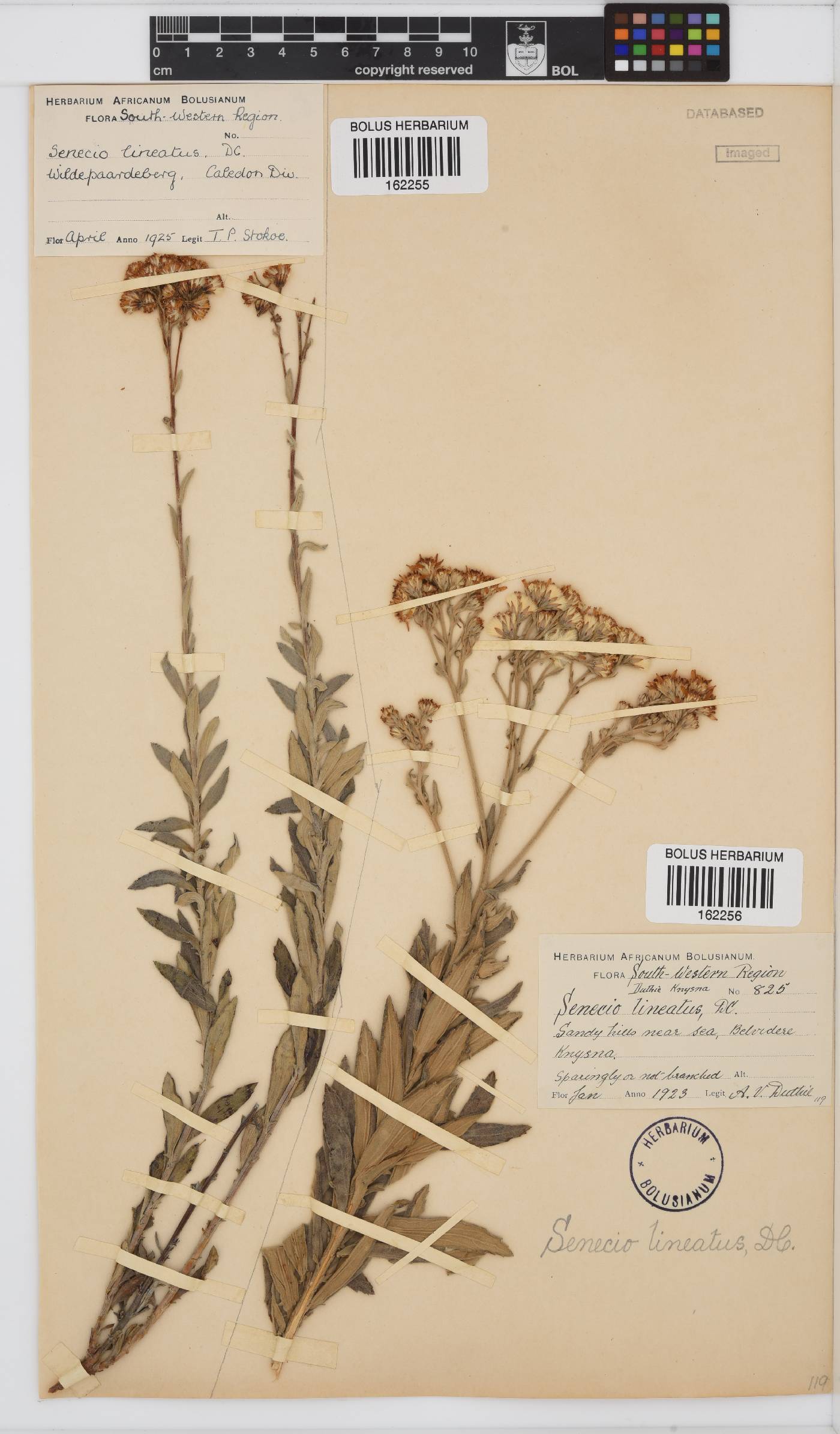Senecio lineatus image