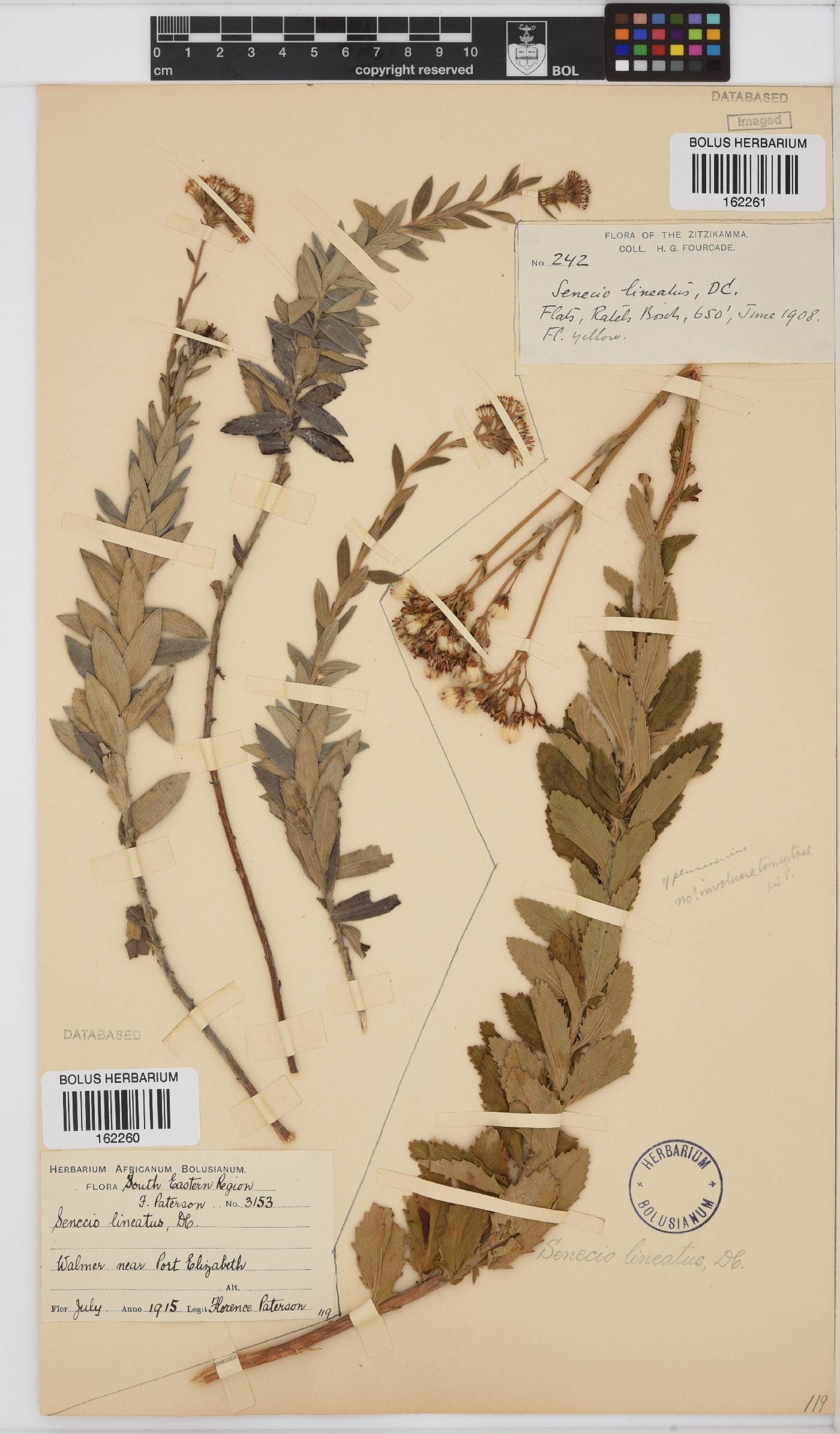 Senecio lineatus image