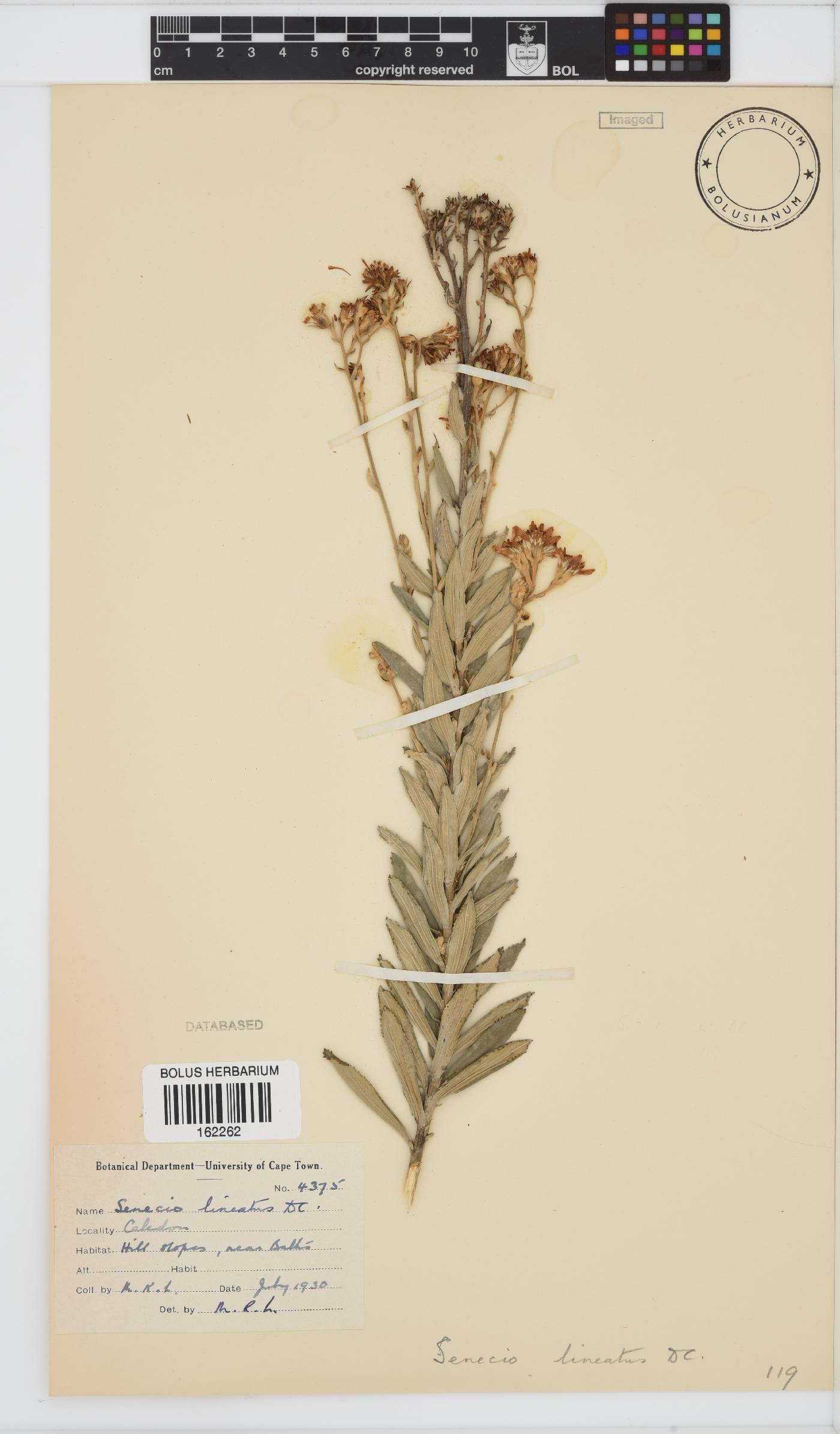 Senecio lineatus image