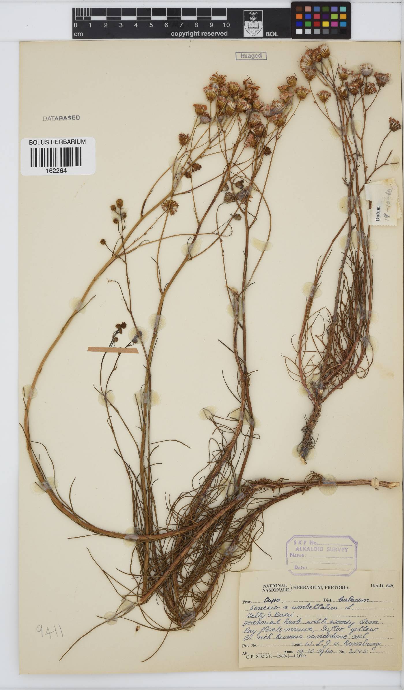 Senecio umbellatus image