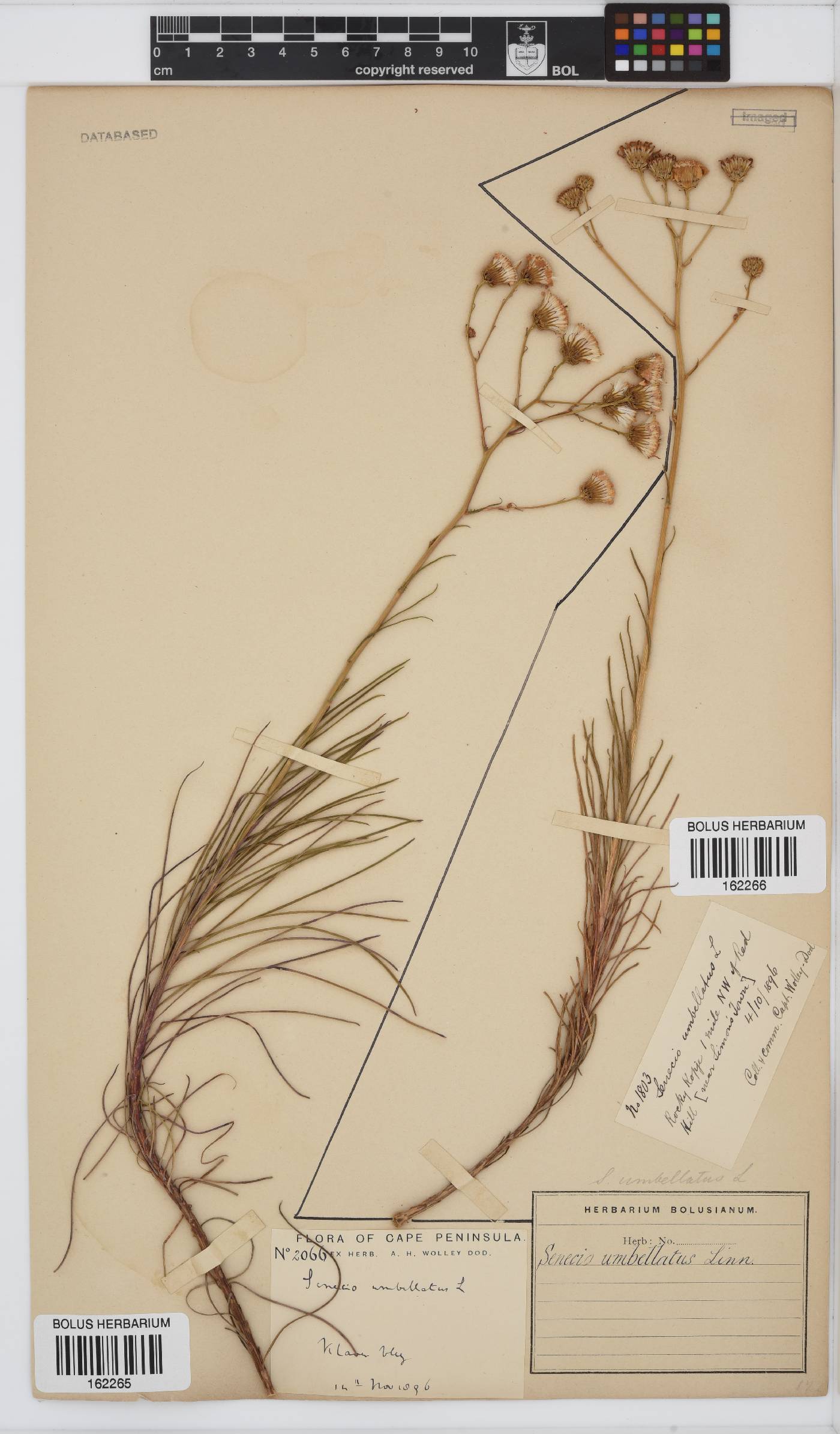 Senecio umbellatus image