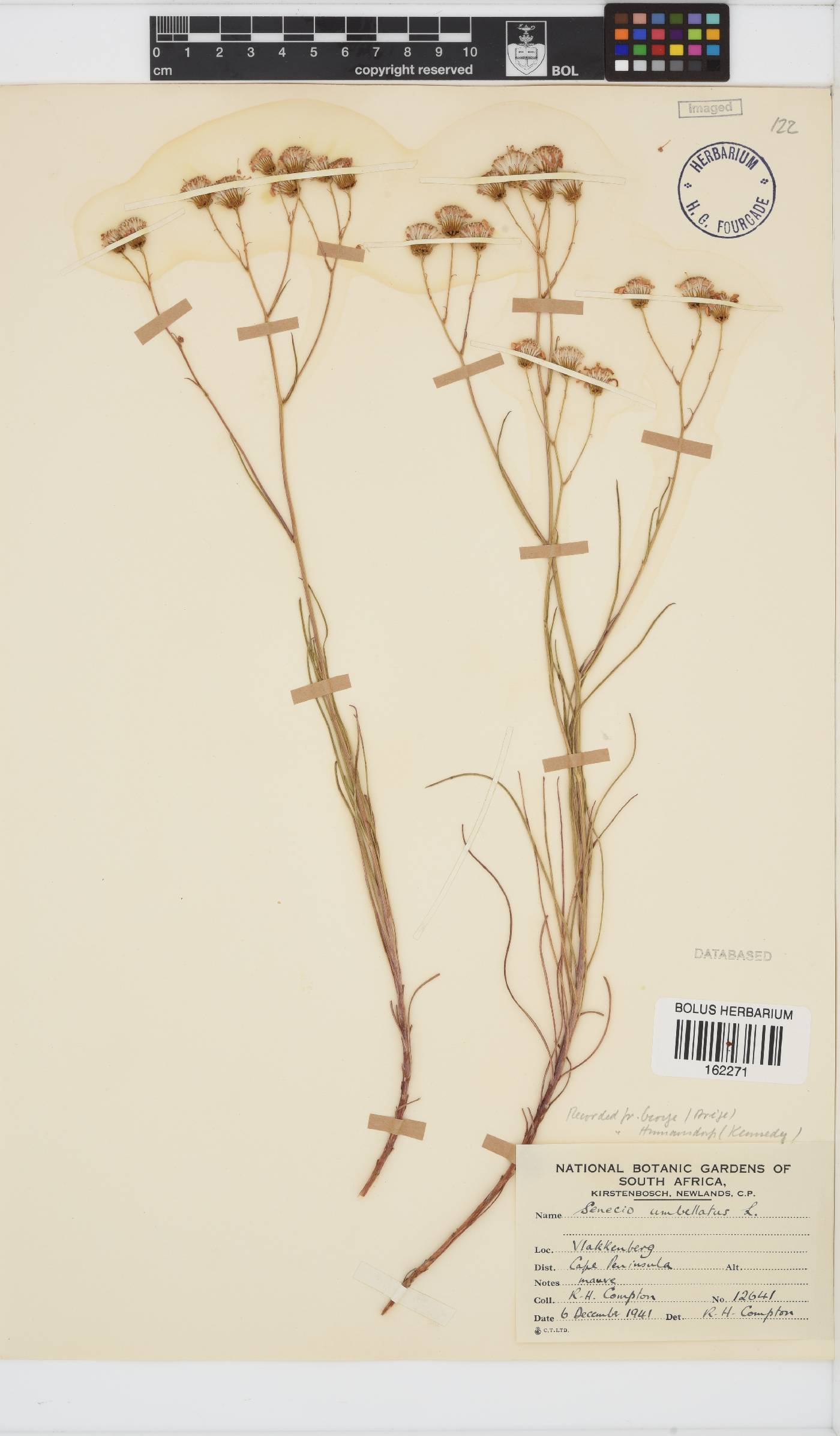 Senecio umbellatus image