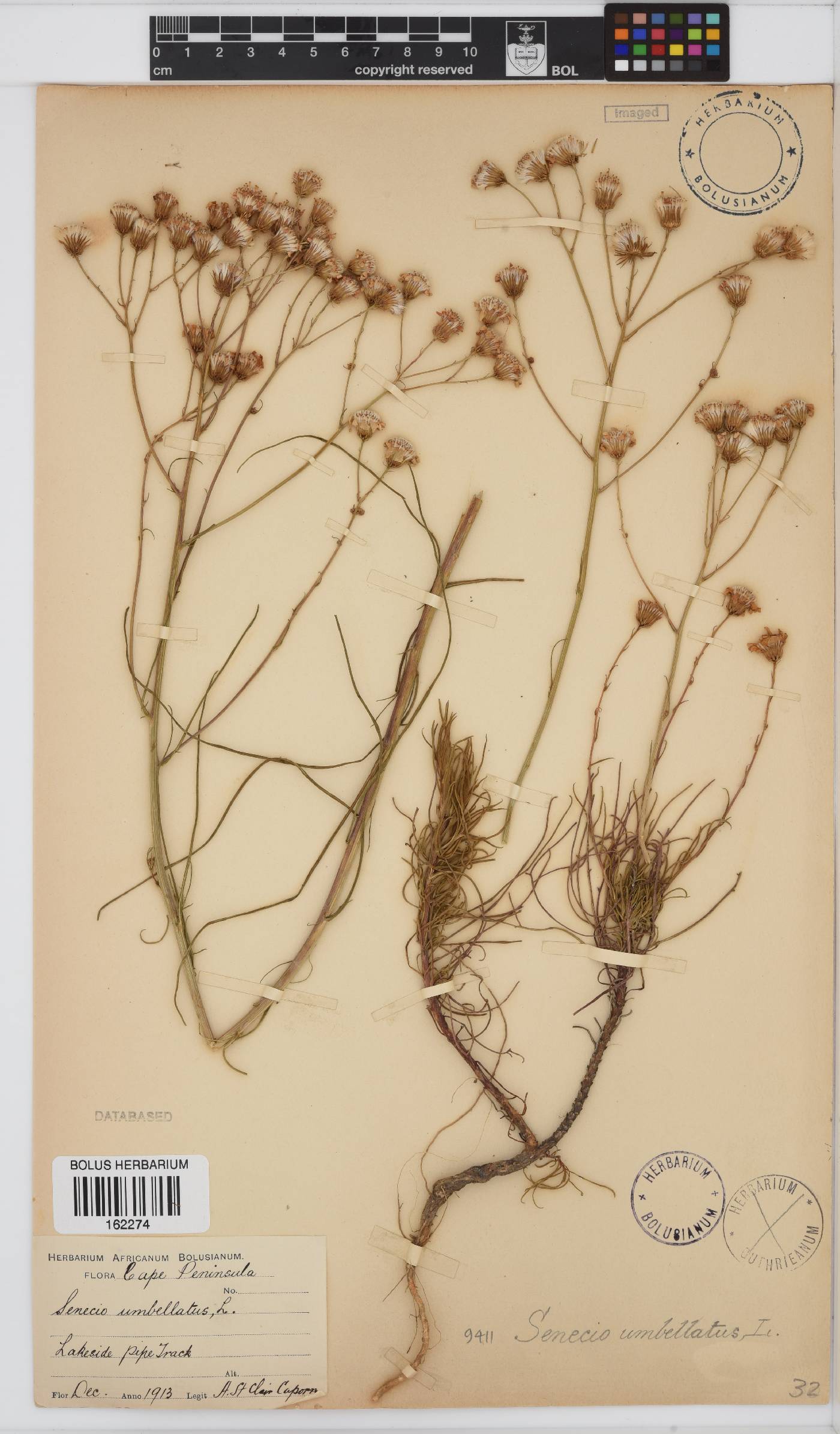 Senecio umbellatus image