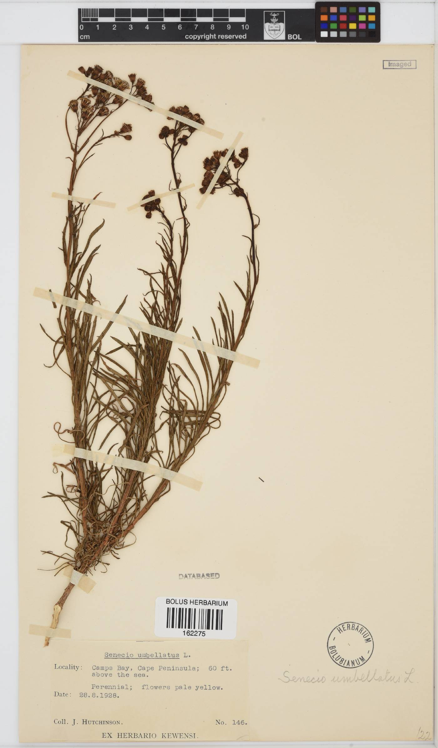 Senecio umbellatus image