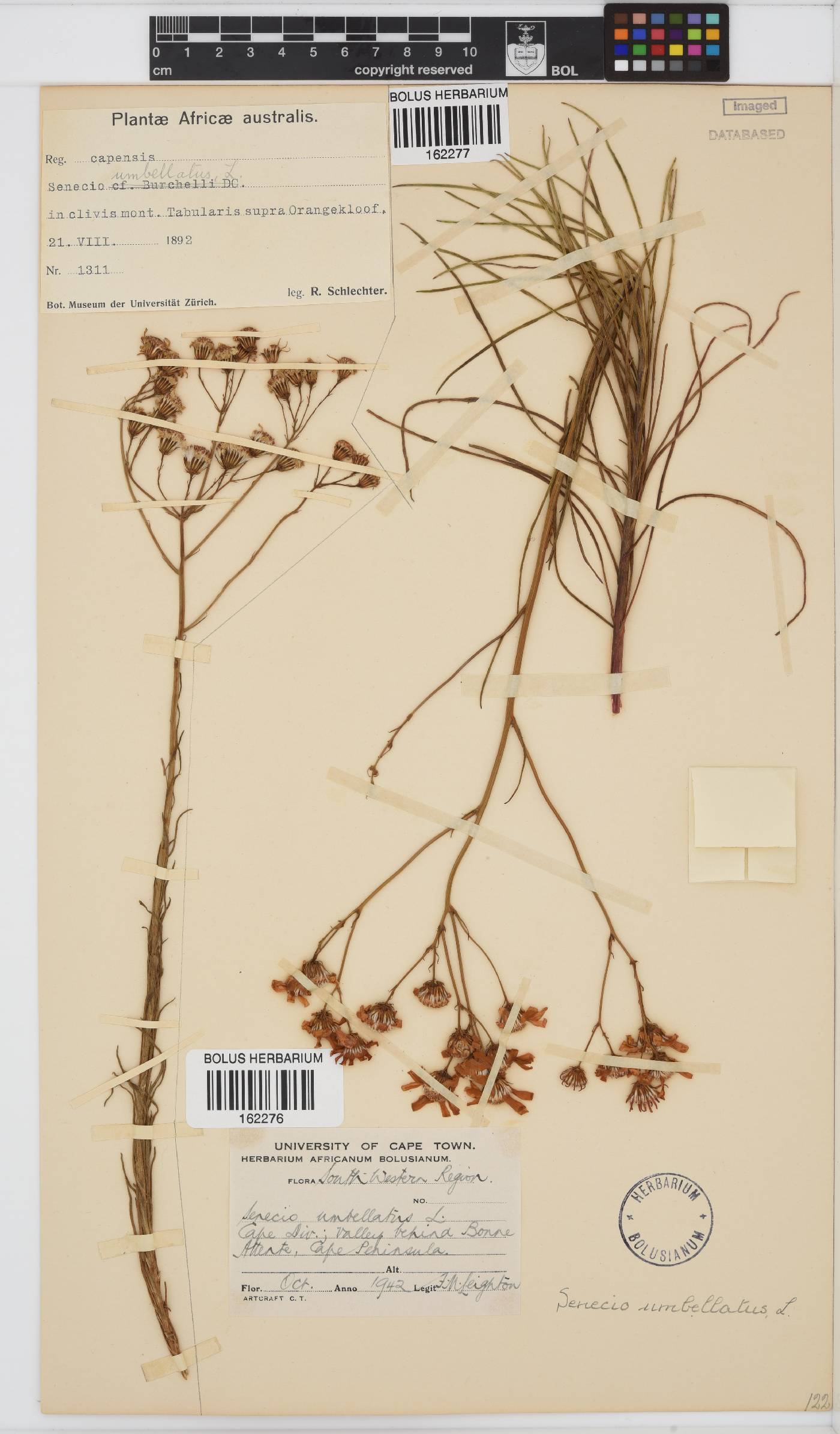 Senecio umbellatus image