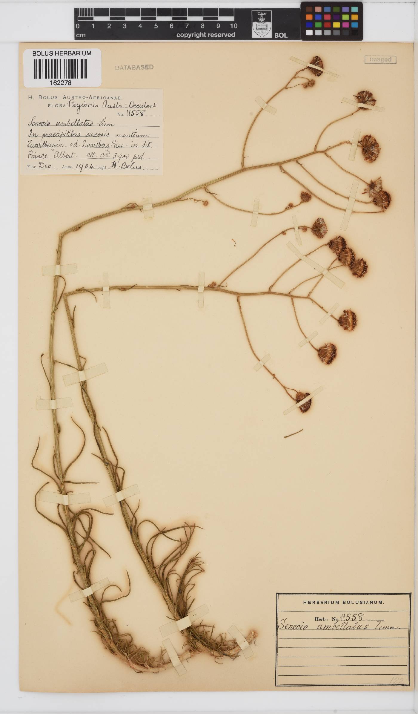 Senecio umbellatus image