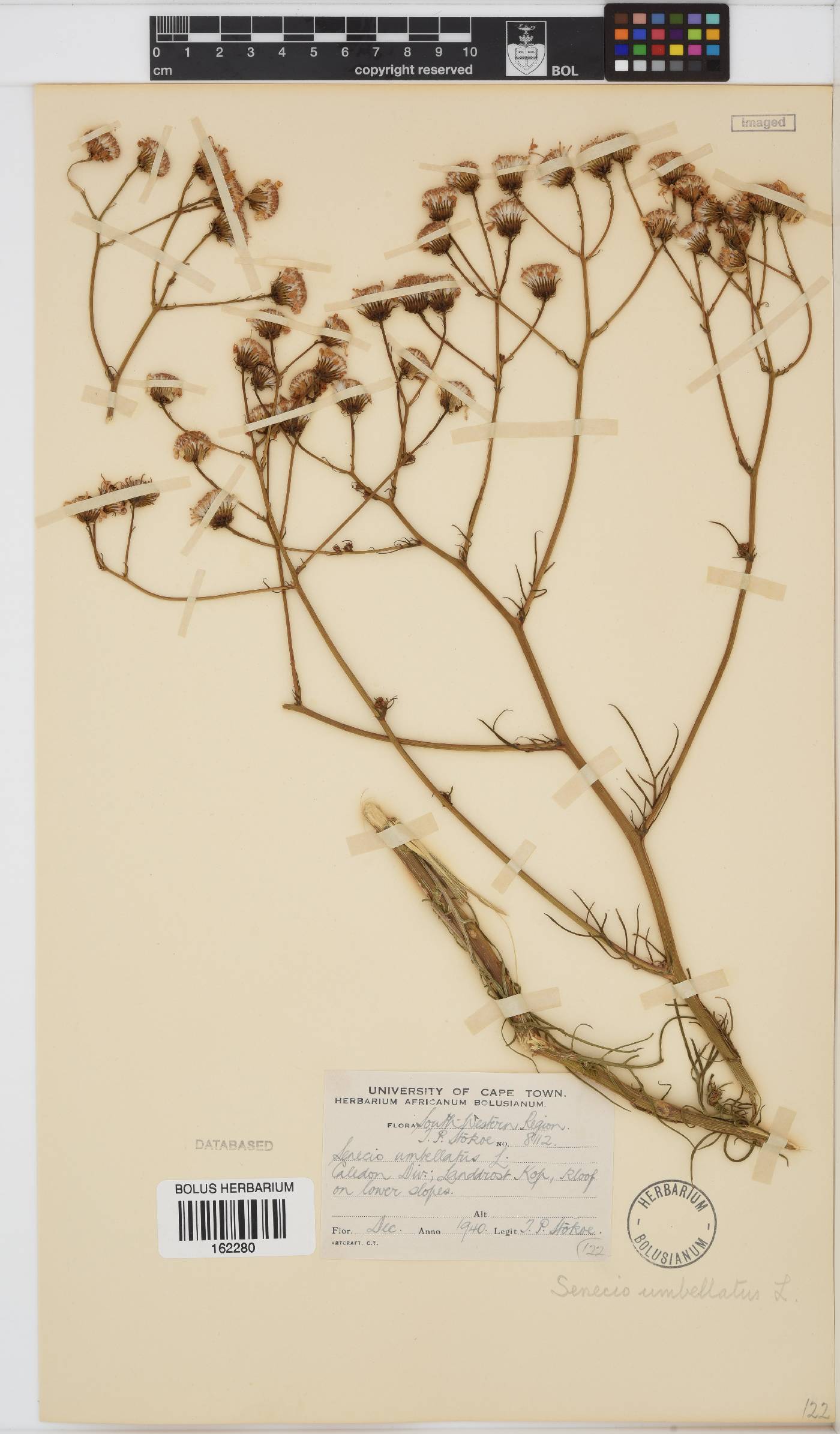 Senecio umbellatus image