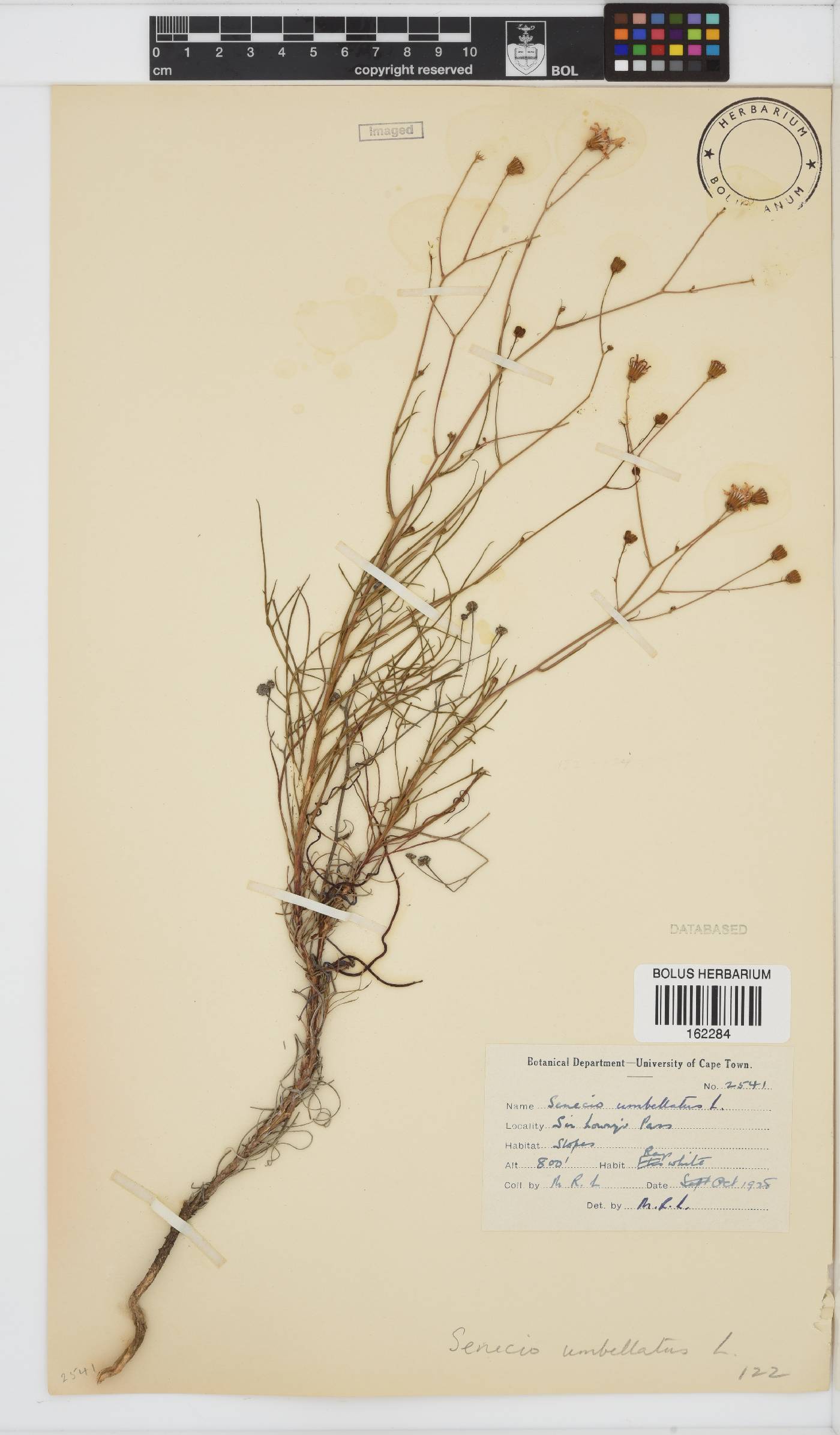 Senecio umbellatus image