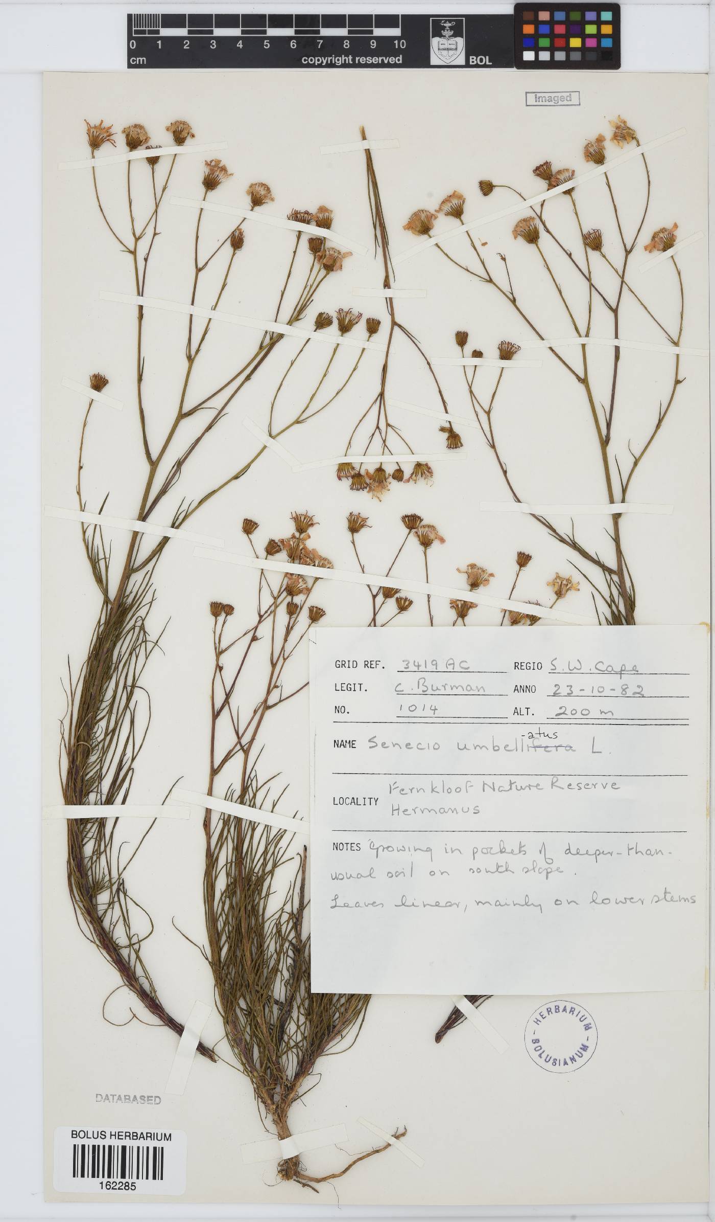 Senecio umbellatus image