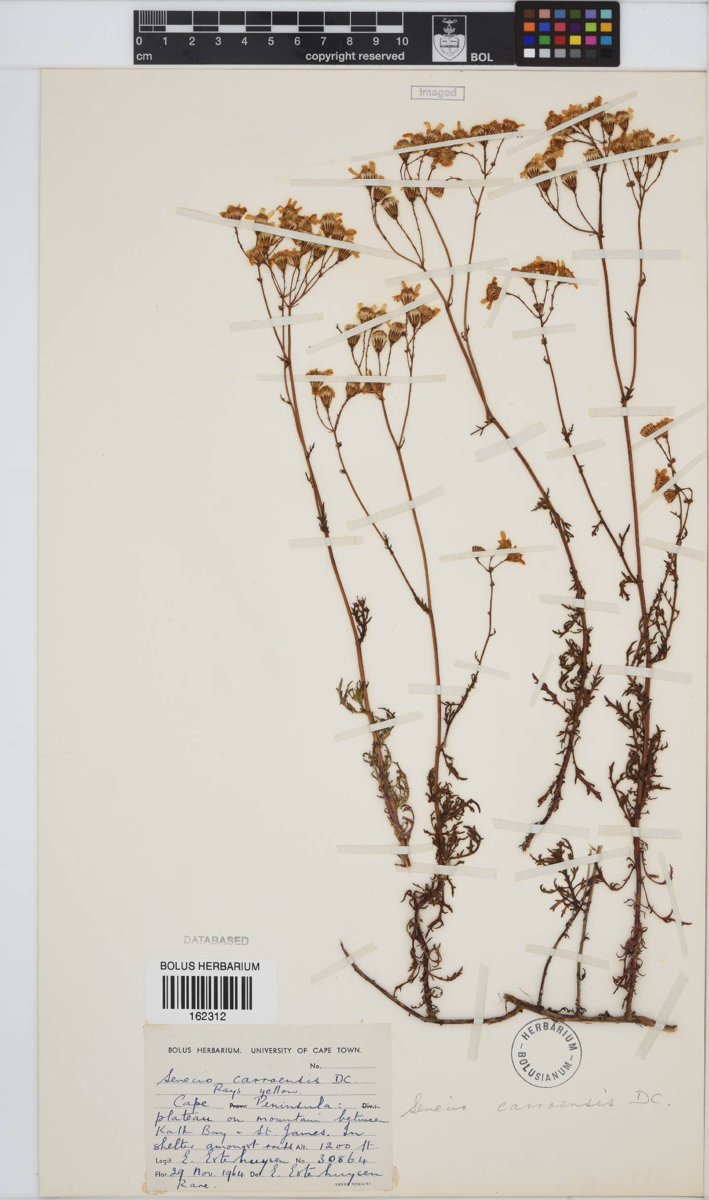 Senecio carroensis image