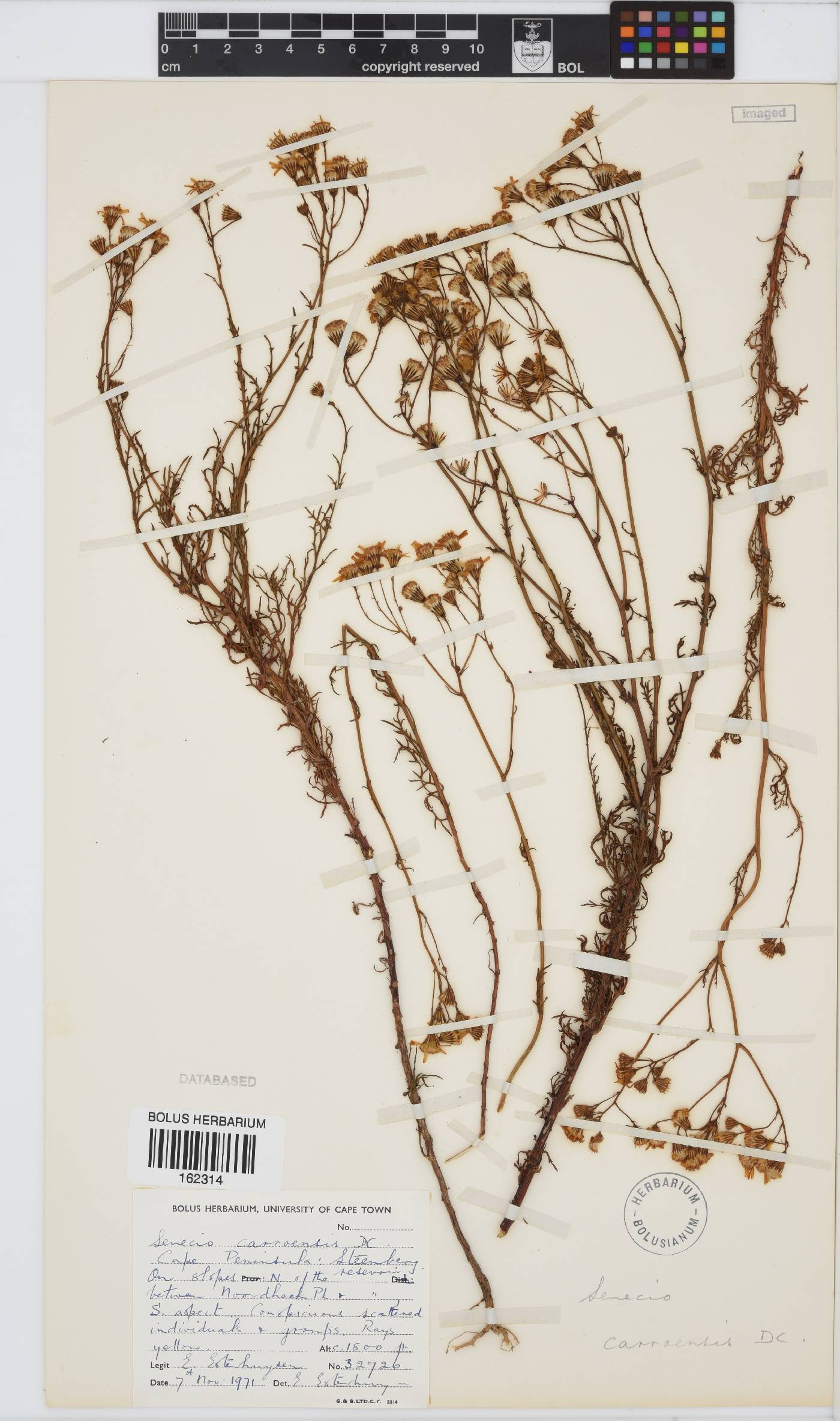 Senecio carroensis image