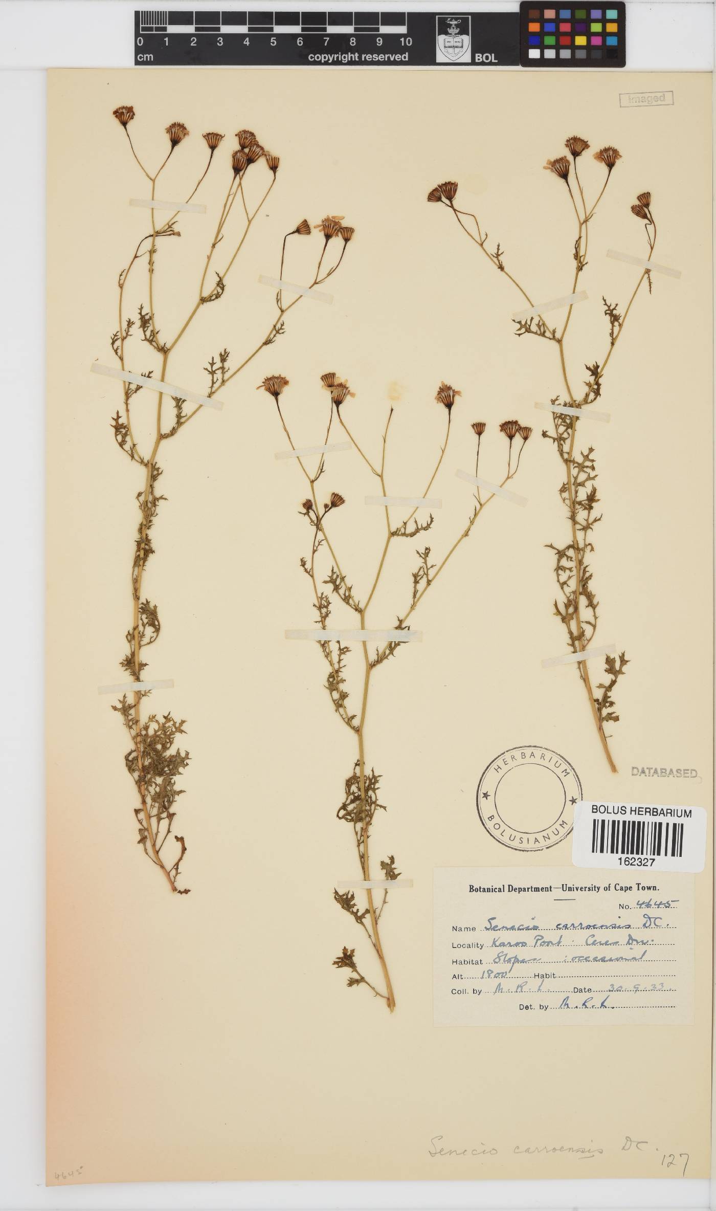 Senecio carroensis image