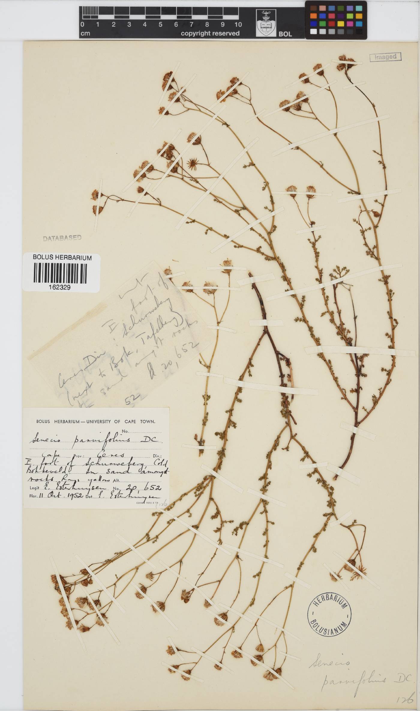 Senecio carroensis image