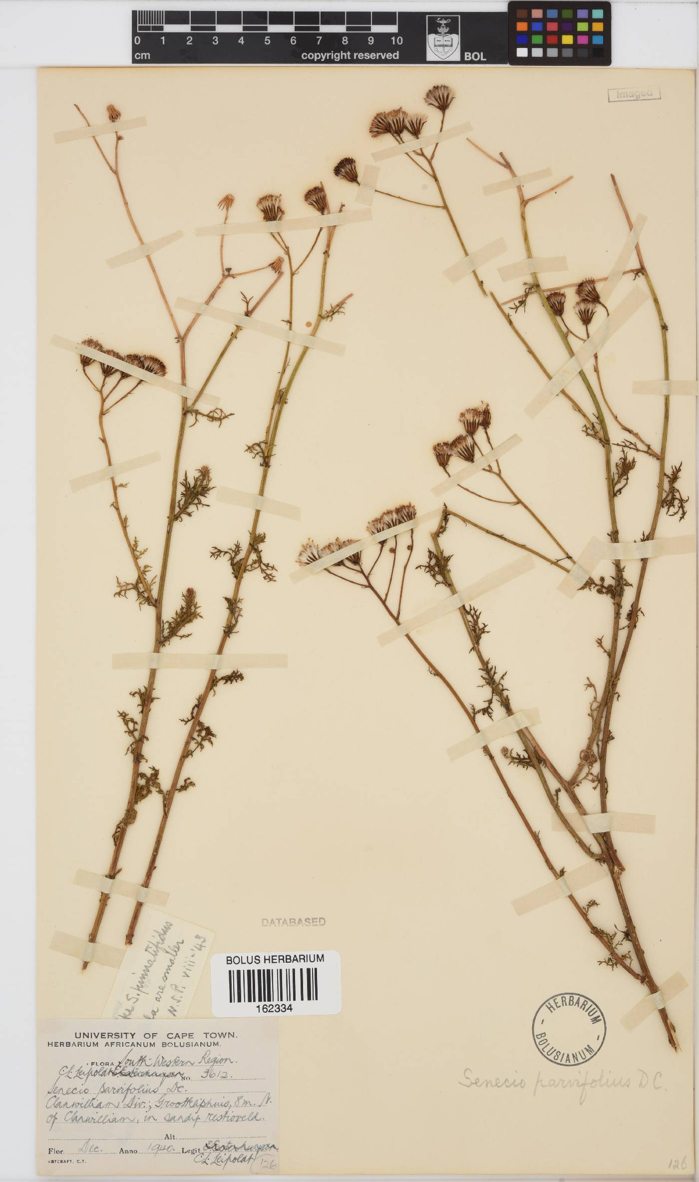 Senecio carroensis image