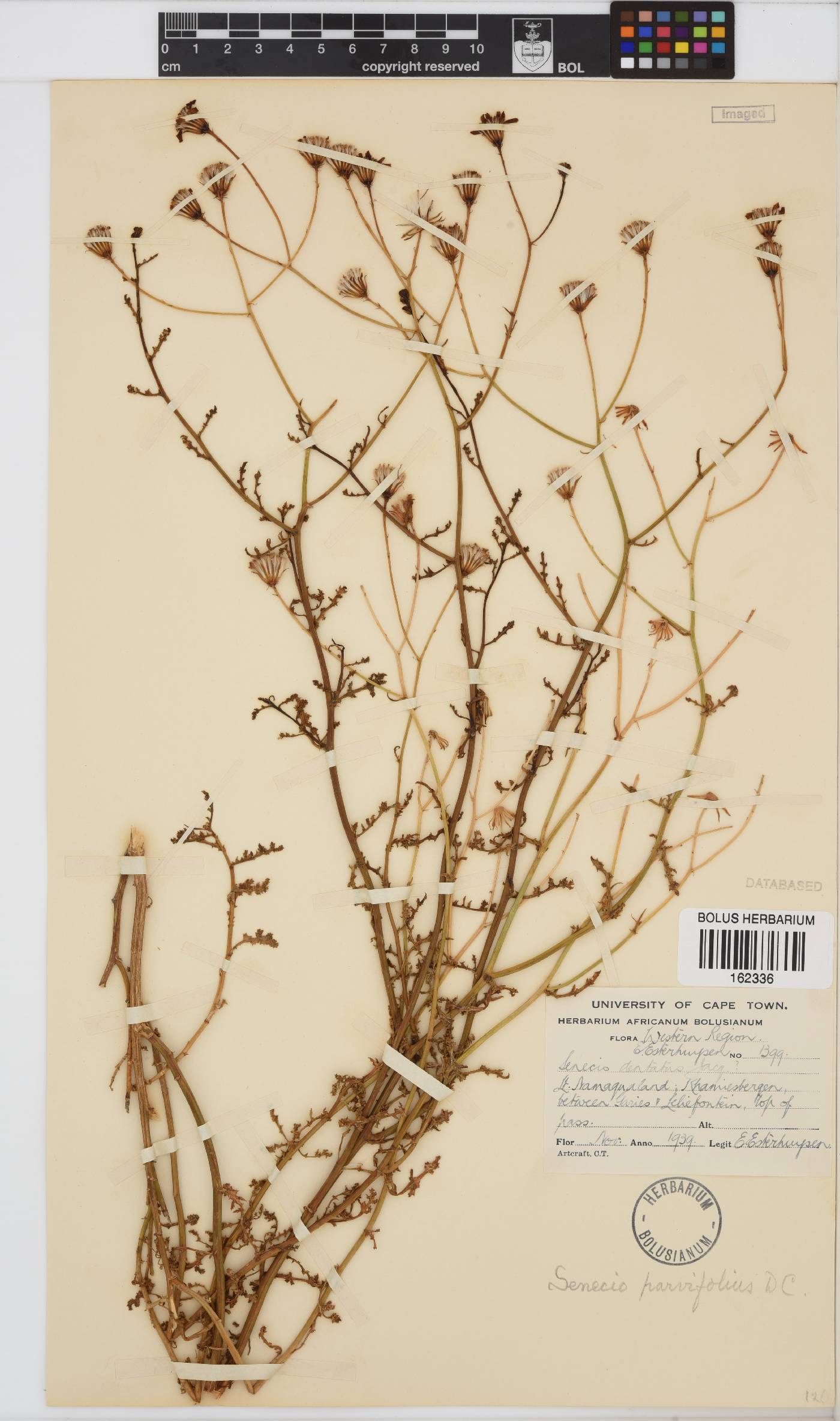 Senecio carroensis image