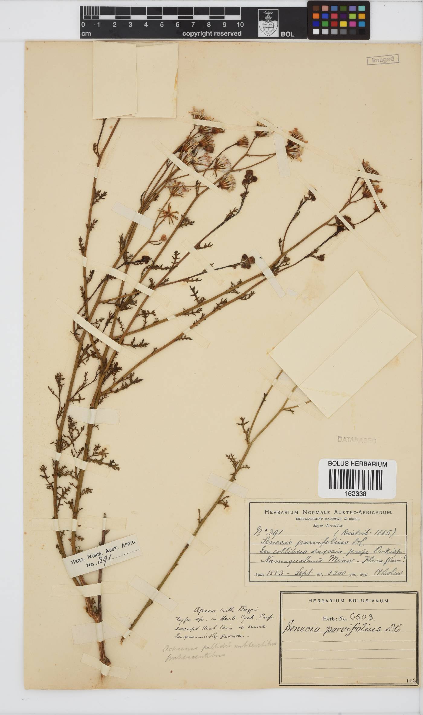 Senecio carroensis image