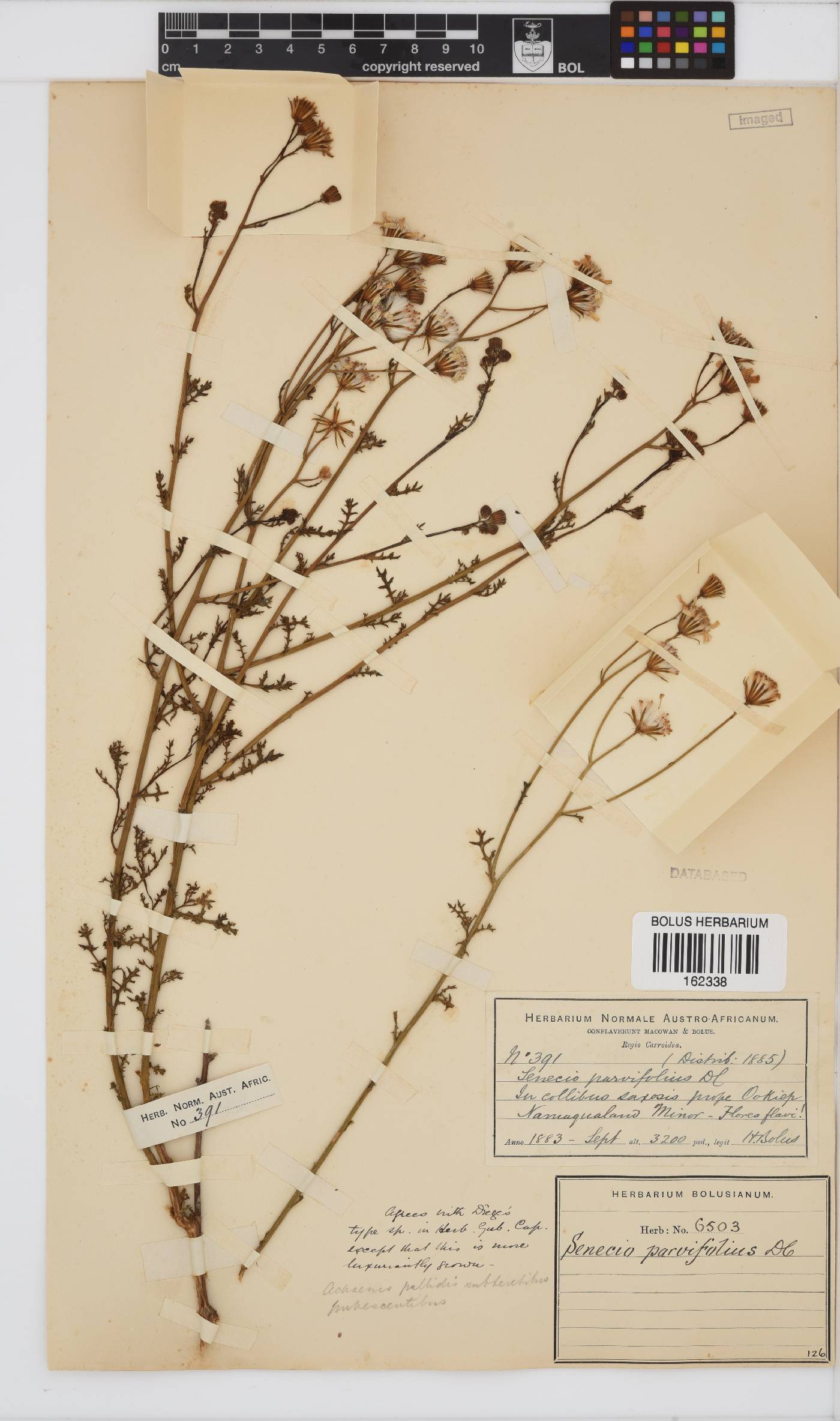 Senecio carroensis image