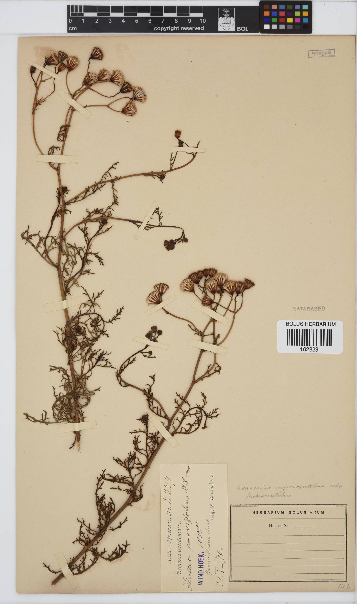 Senecio carroensis image