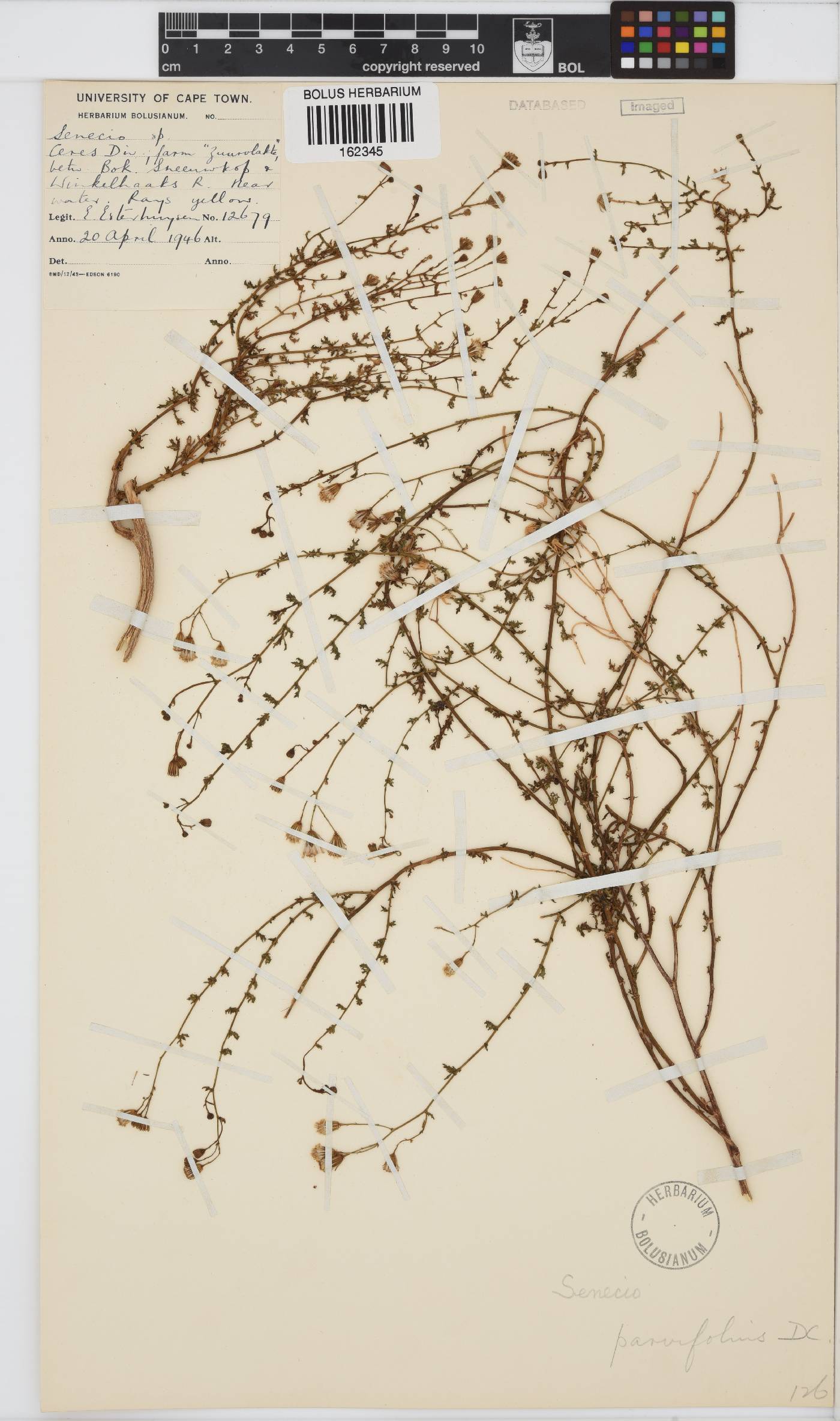 Senecio carroensis image