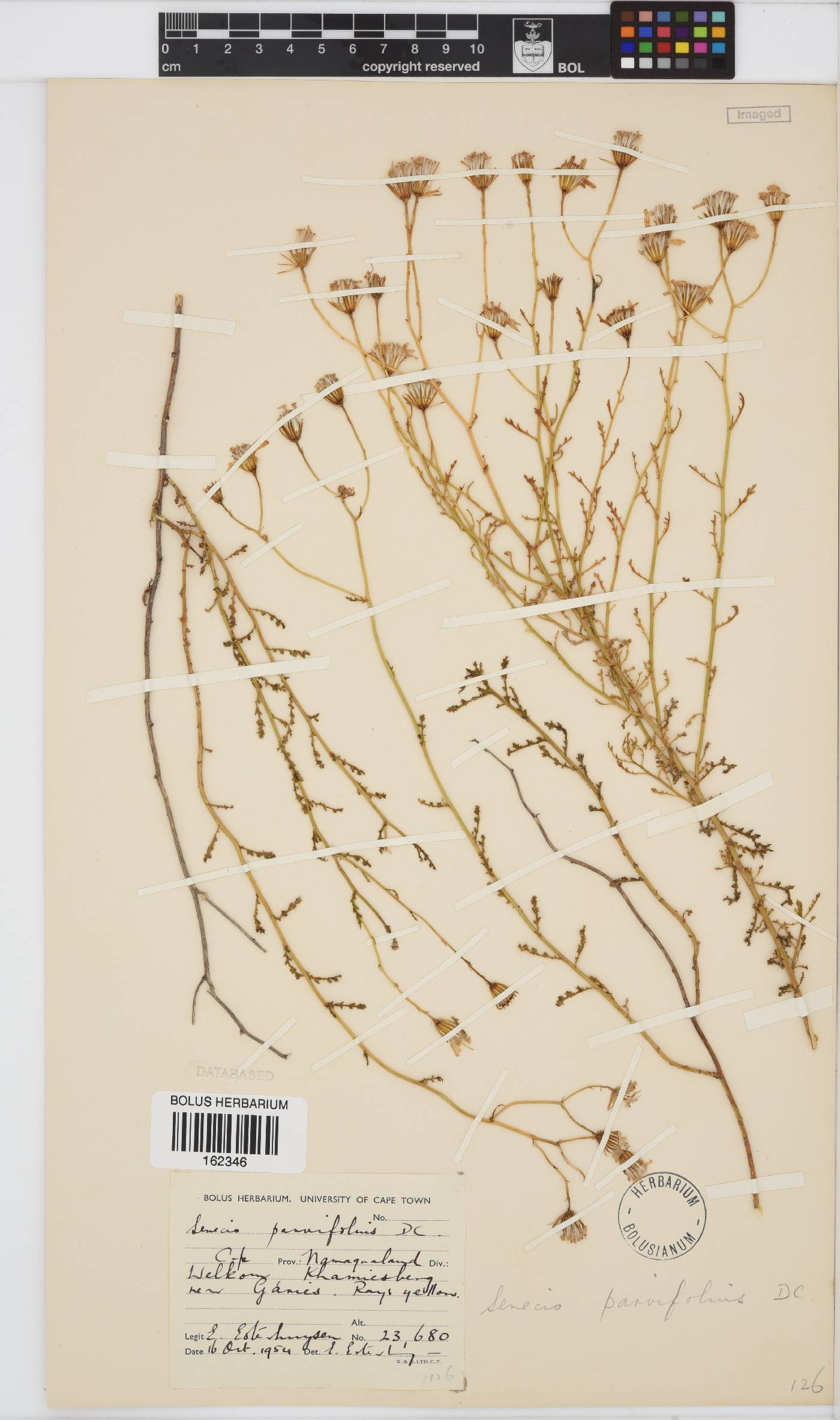 Senecio carroensis image