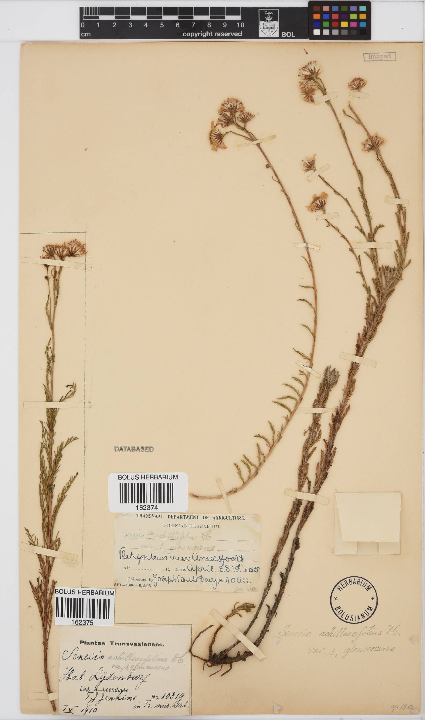 Senecio achilleifolius image