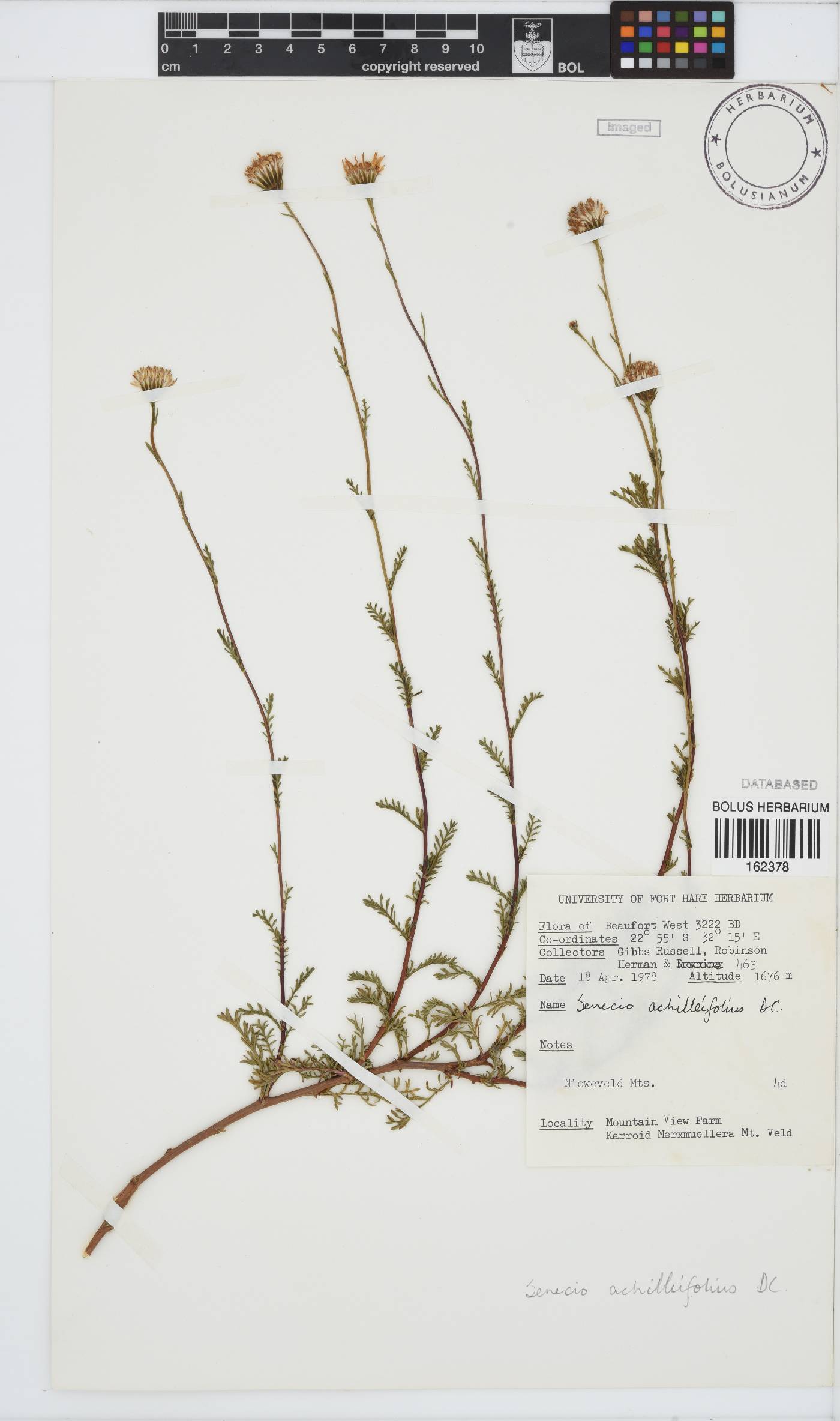 Senecio achilleifolius image