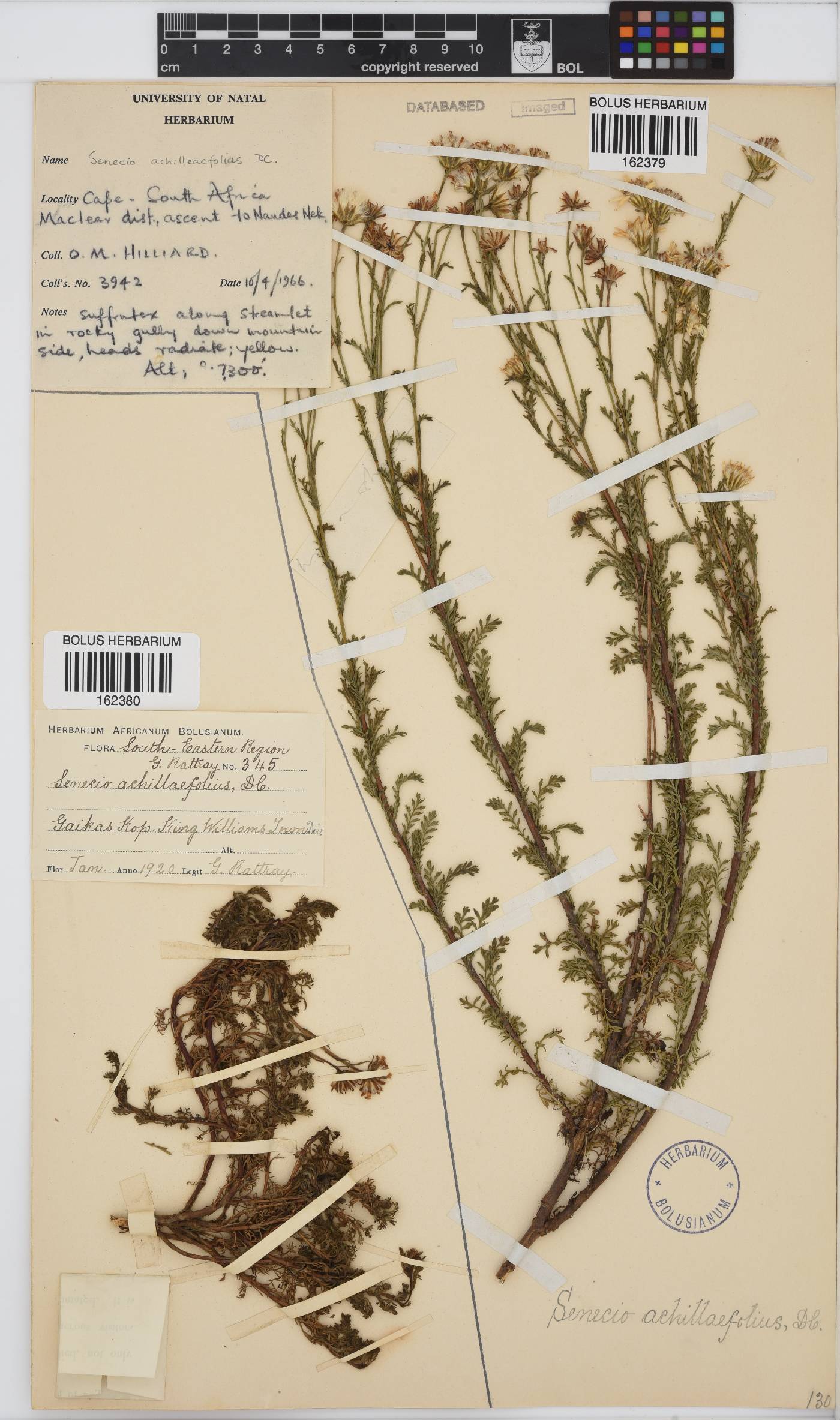 Senecio achilleifolius image