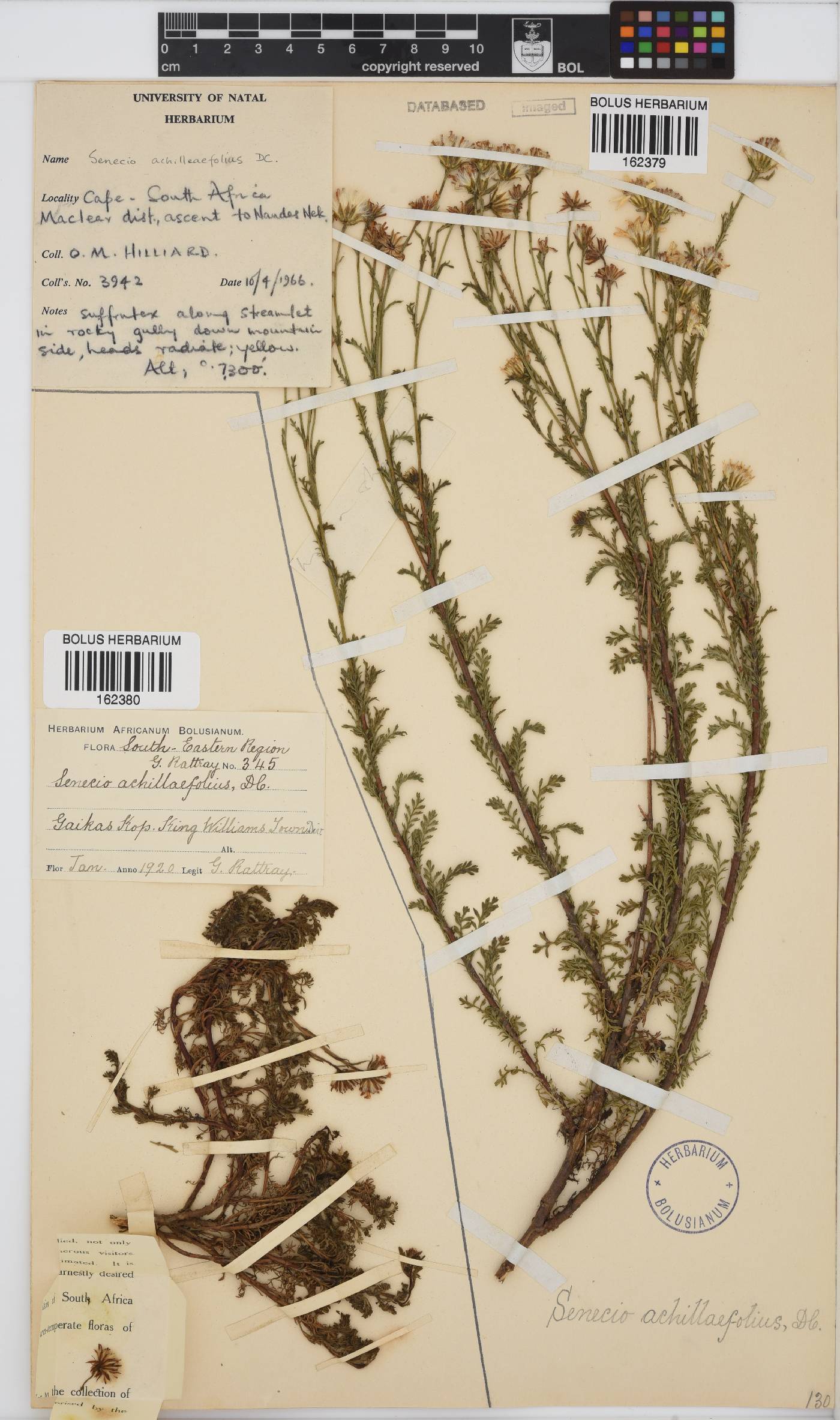 Senecio achilleifolius image