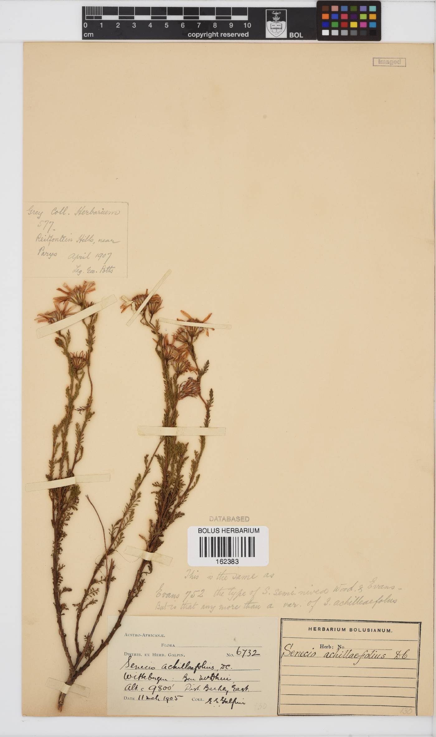 Senecio achilleifolius image