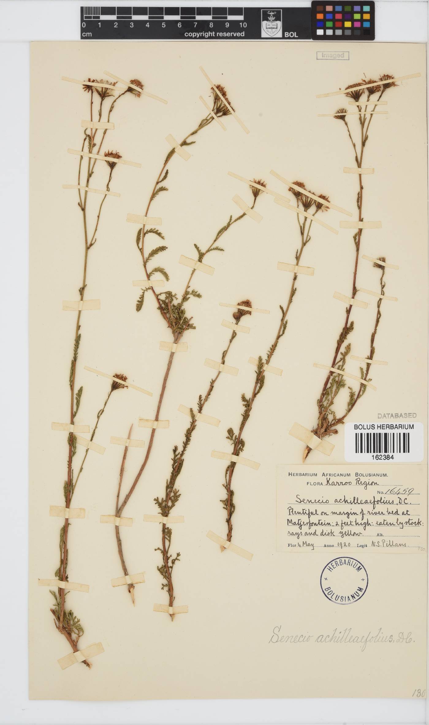 Senecio achilleifolius image