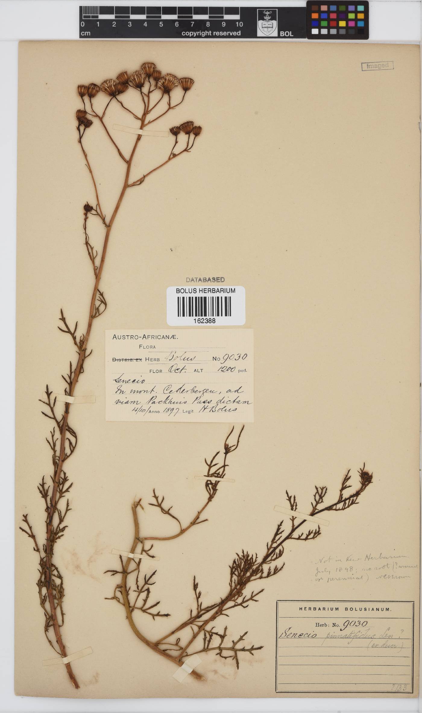 Senecio pinnatifidus image