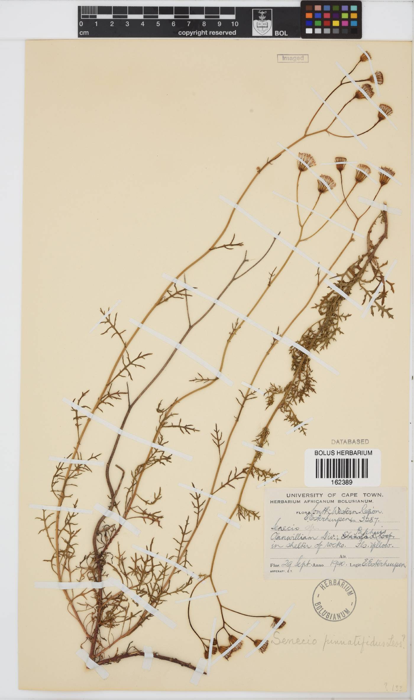 Senecio pinnatifidus image