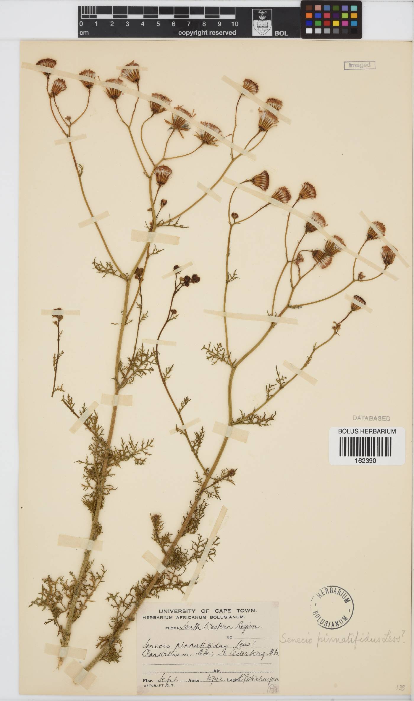 Senecio pinnatifidus image