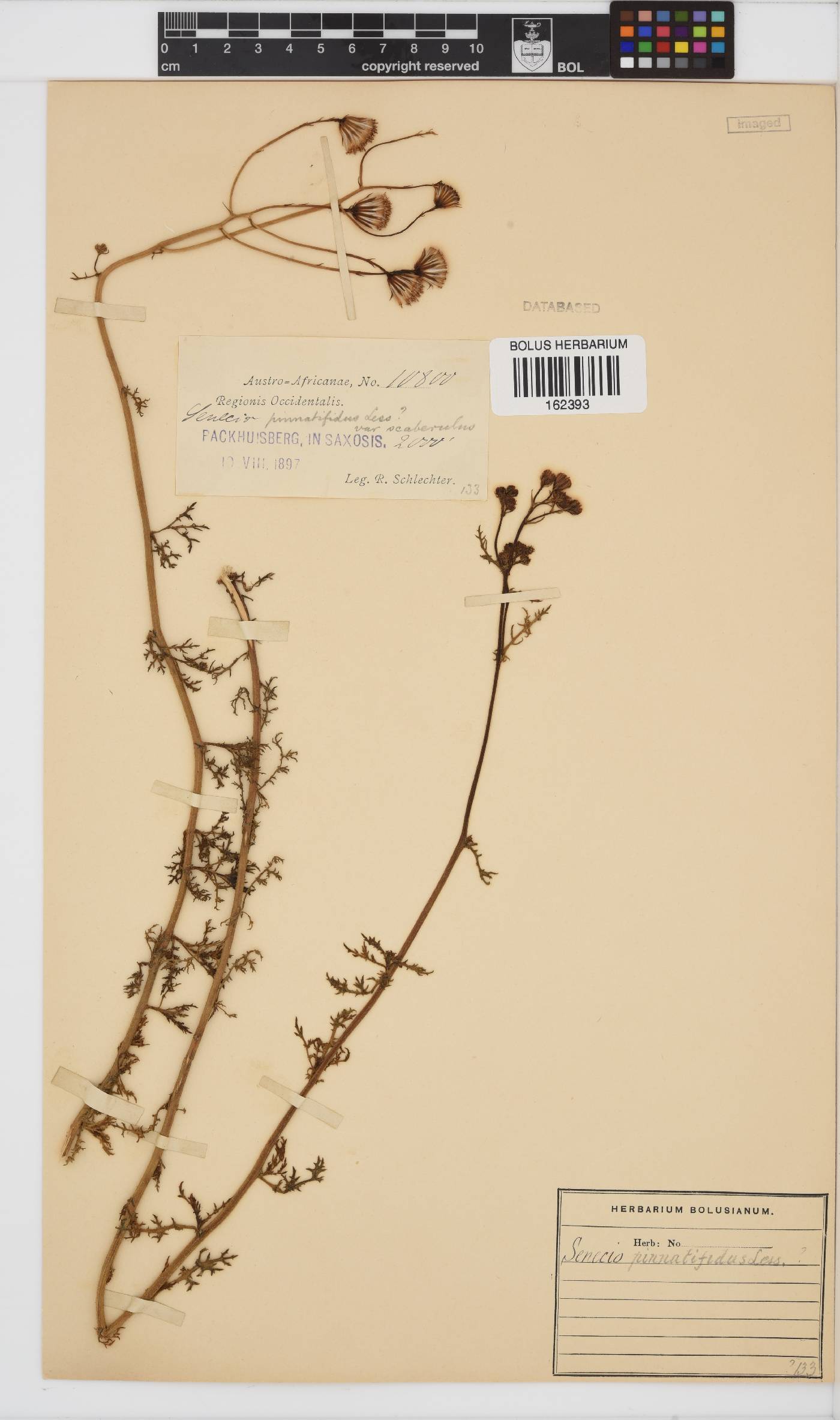 Senecio pinnatifidus image