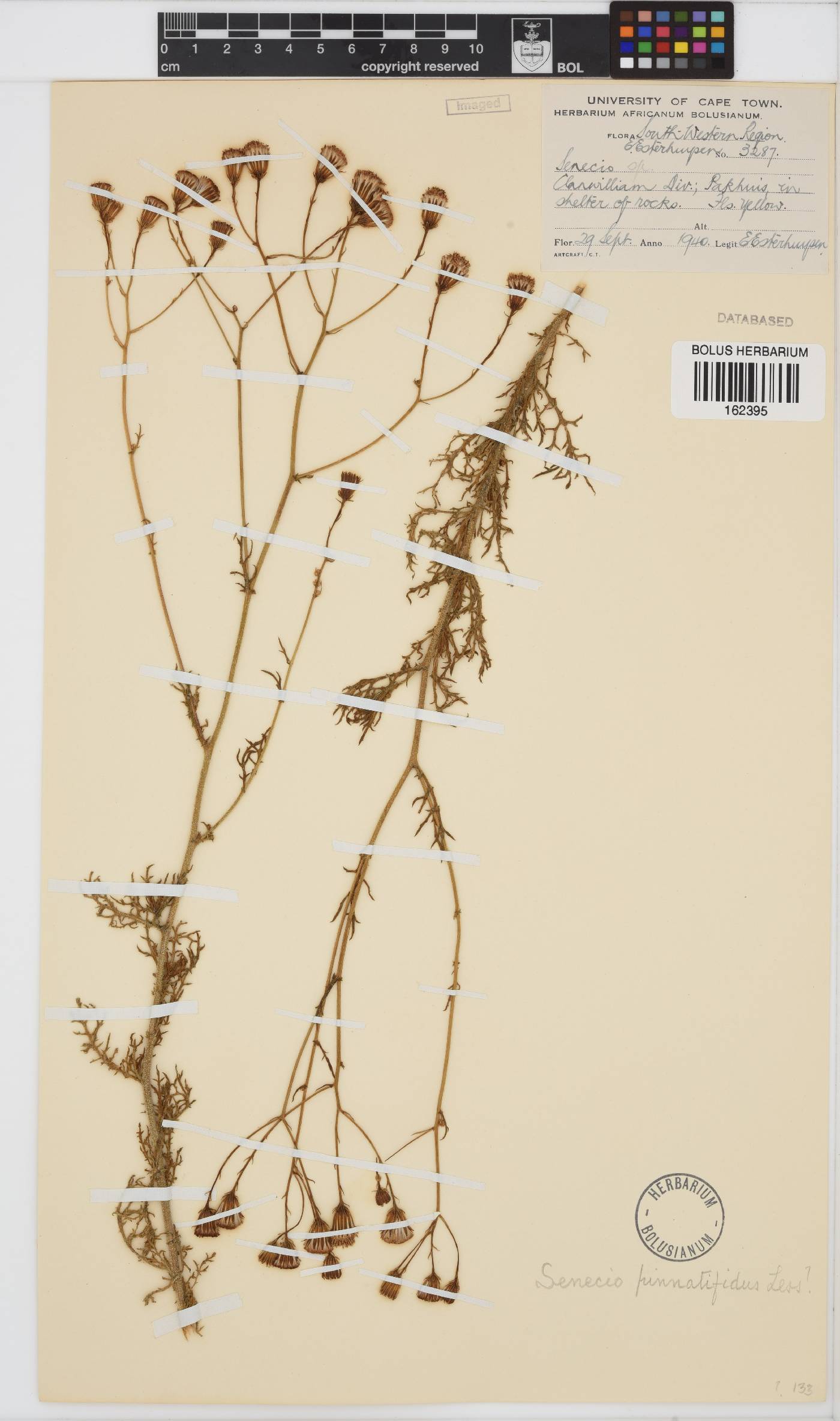 Senecio pinnatifidus image