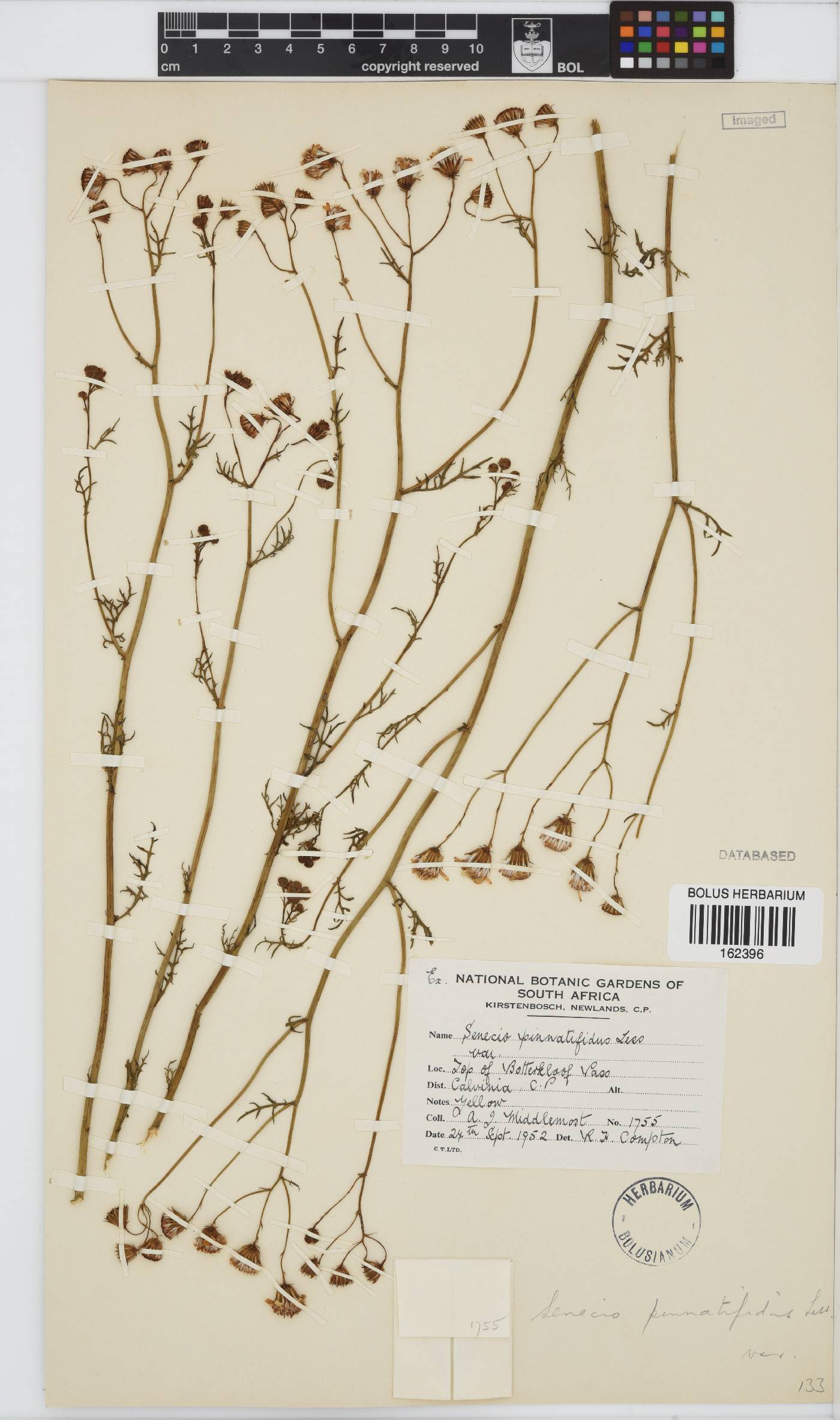 Senecio pinnatifidus image