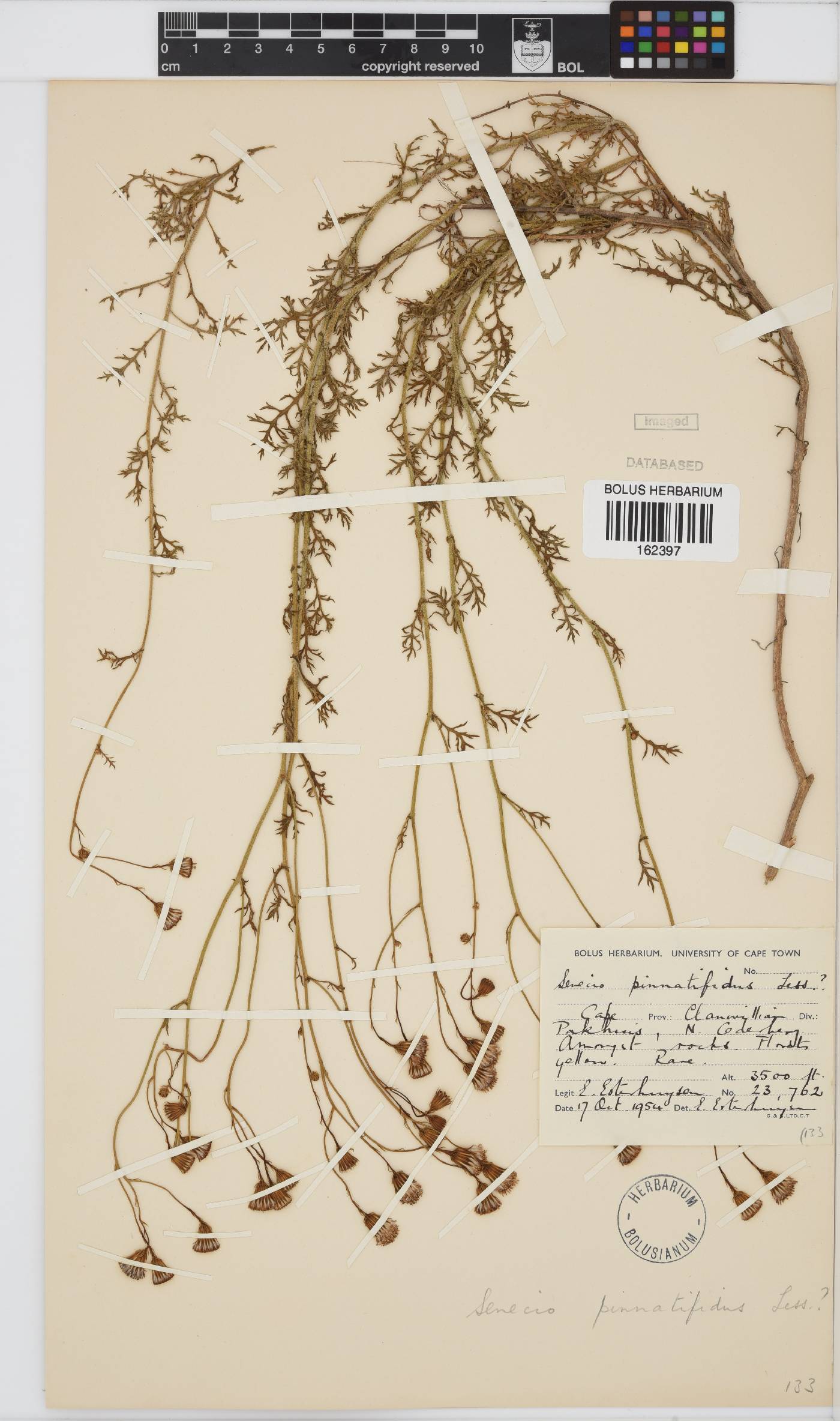 Senecio pinnatifidus image