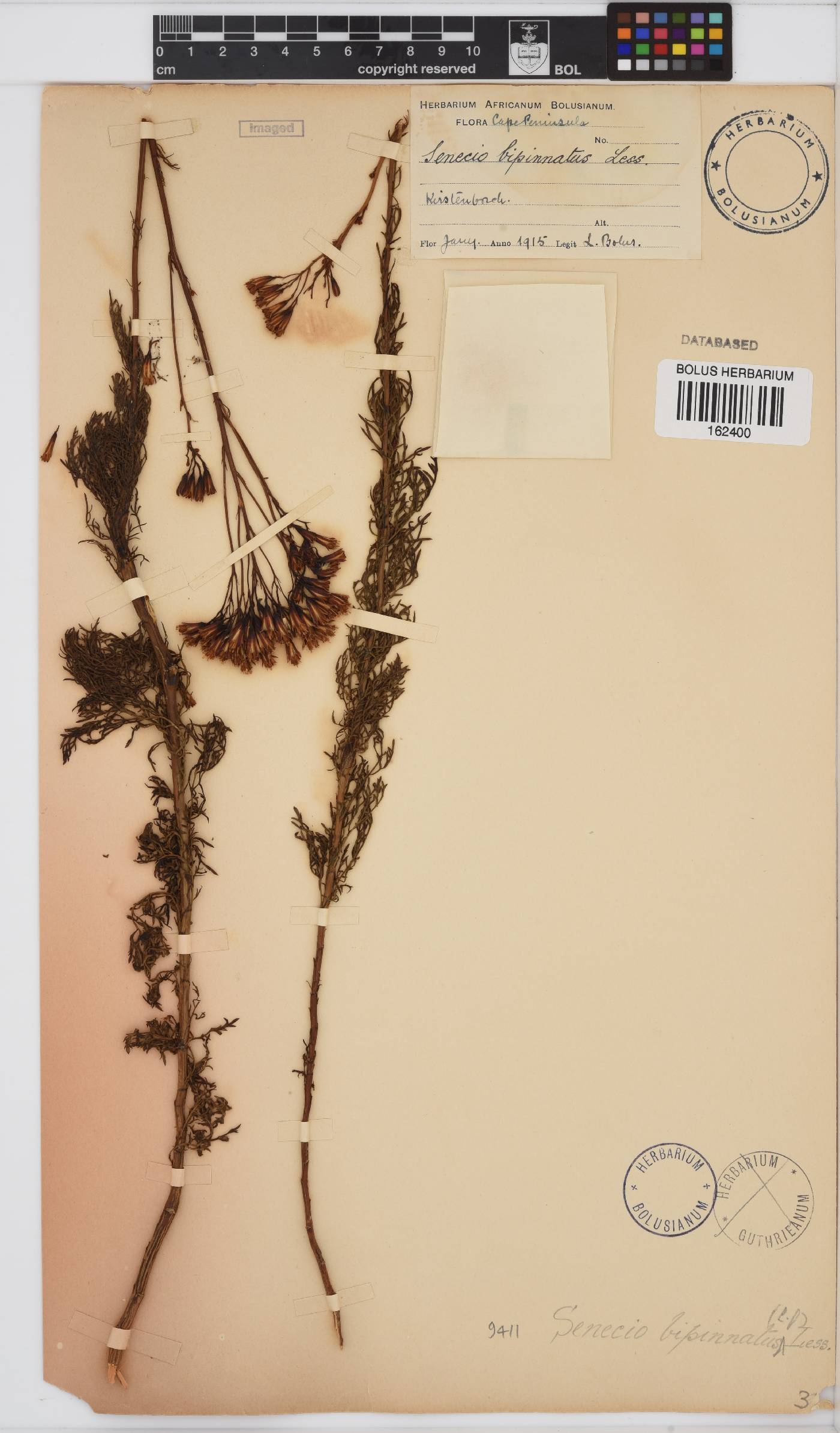 Senecio bipinnatus image