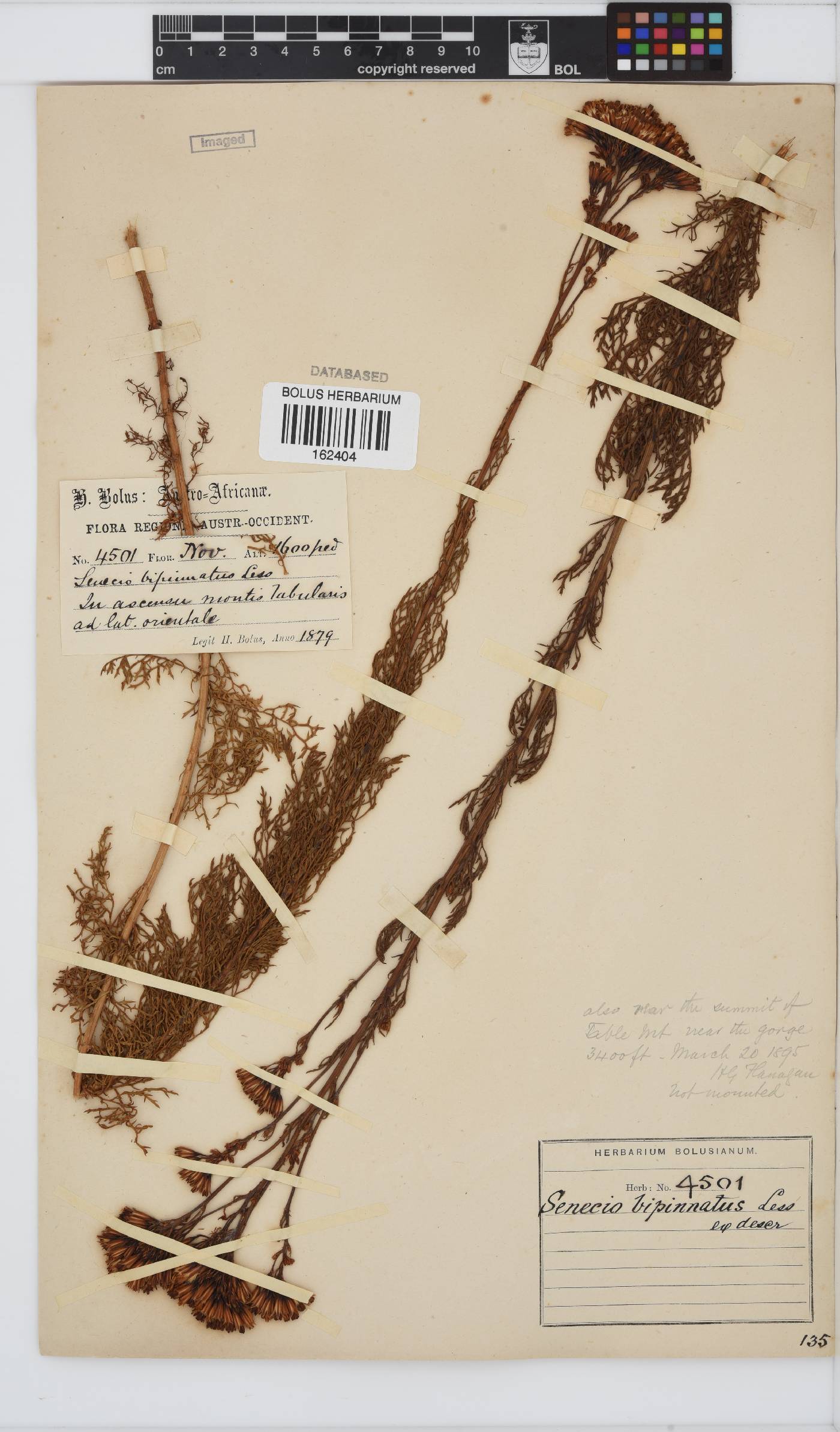 Senecio bipinnatus image