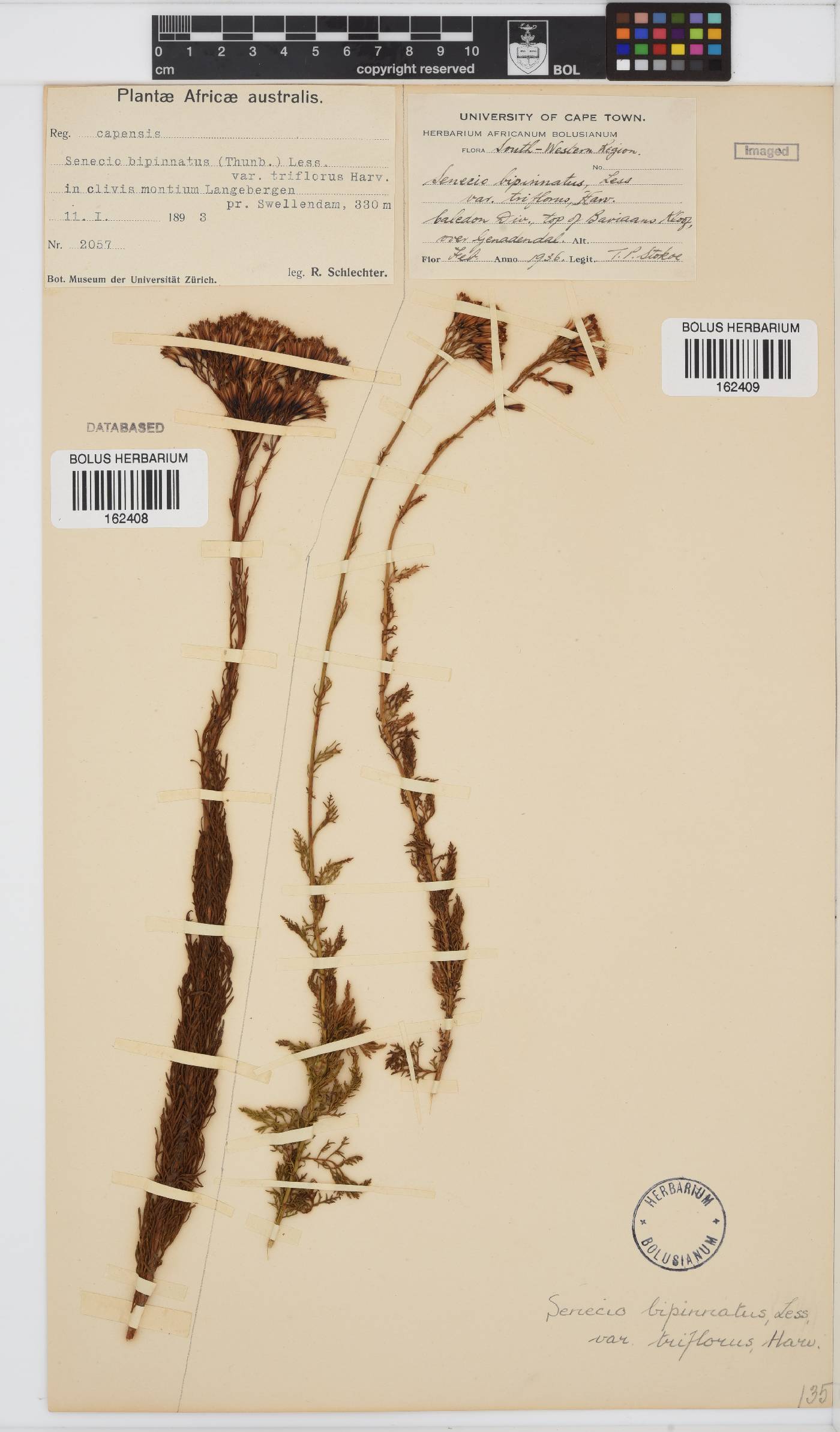 Senecio bipinnatus image