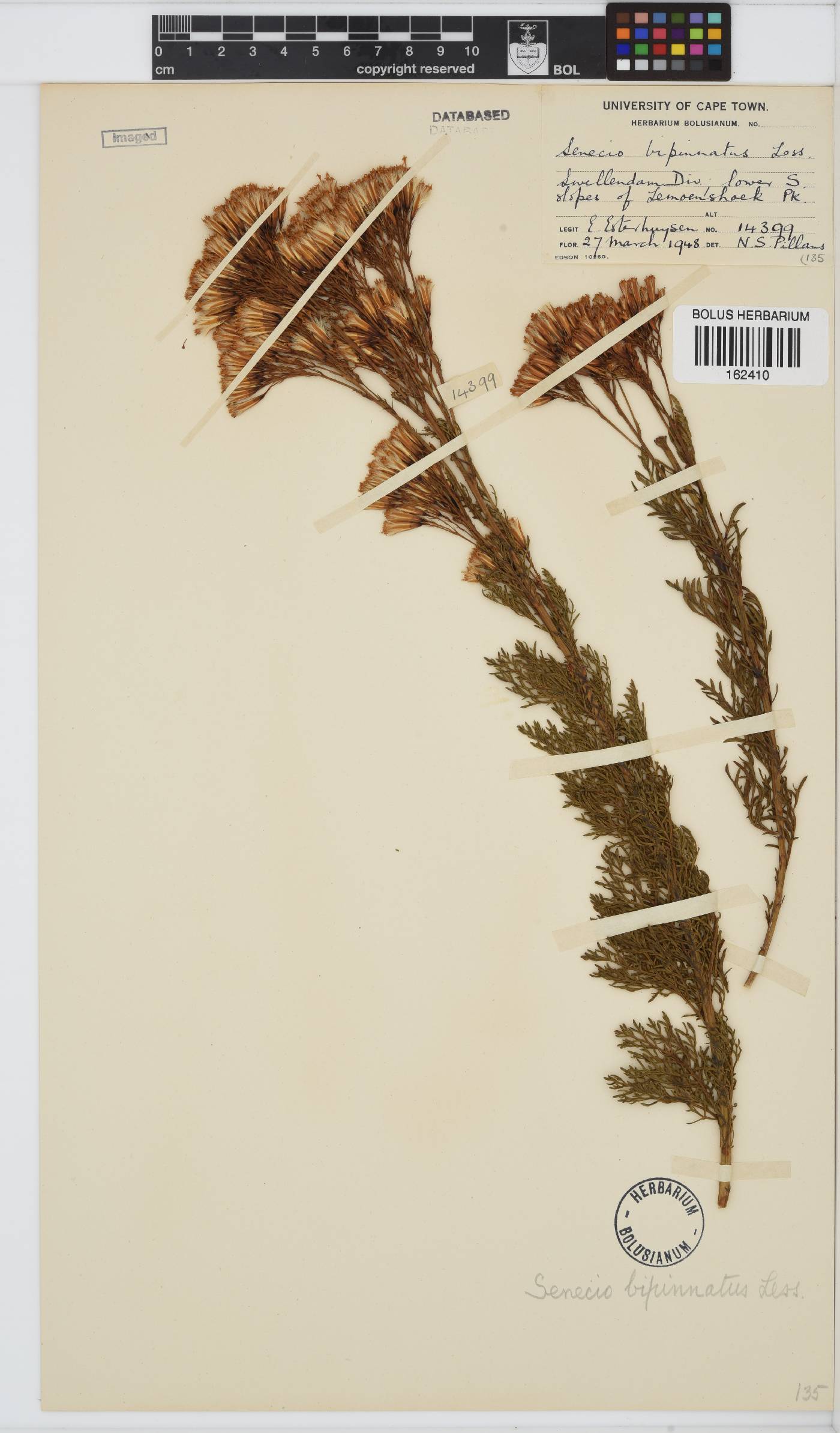 Senecio bipinnatus image