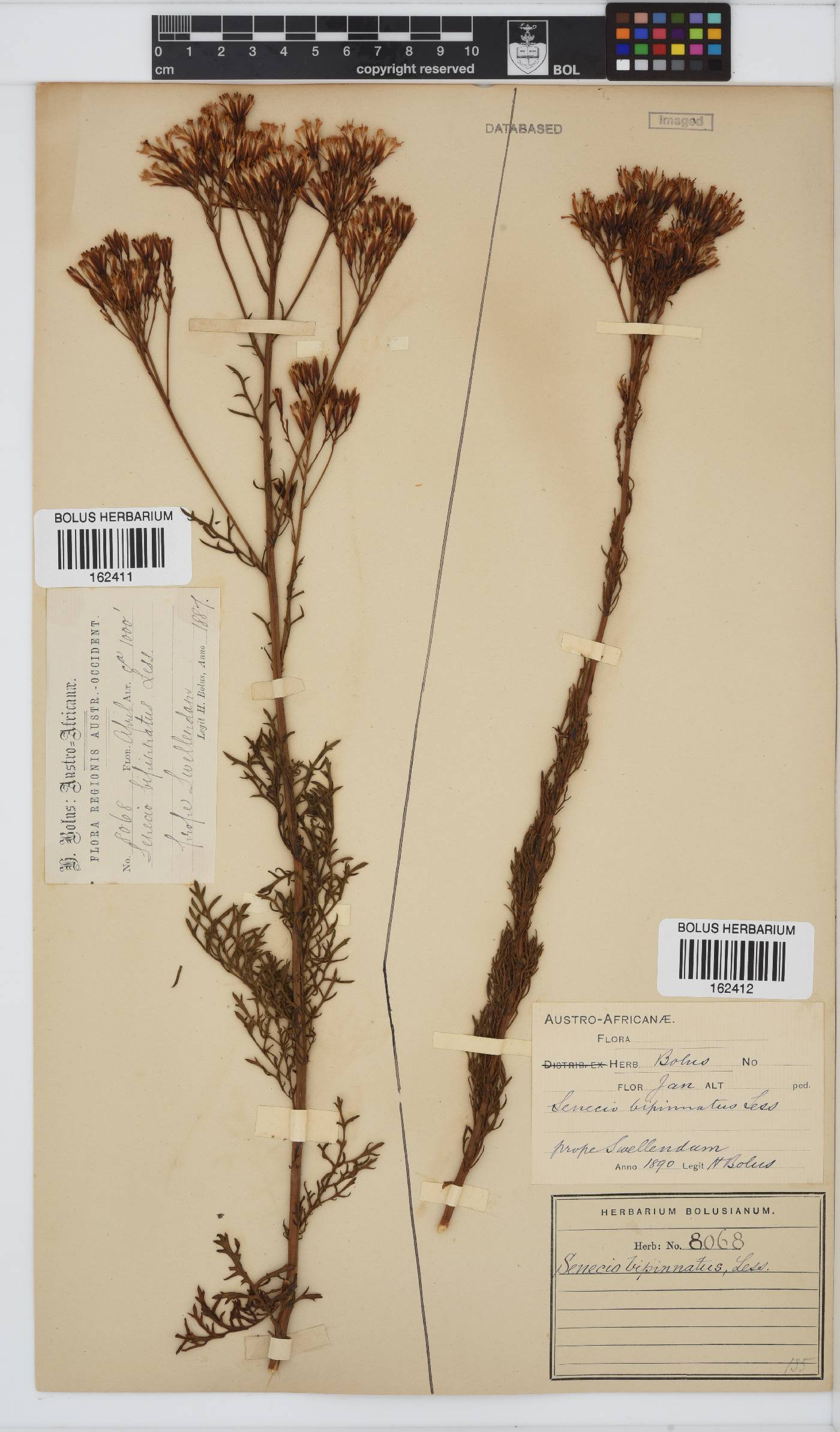 Senecio bipinnatus image