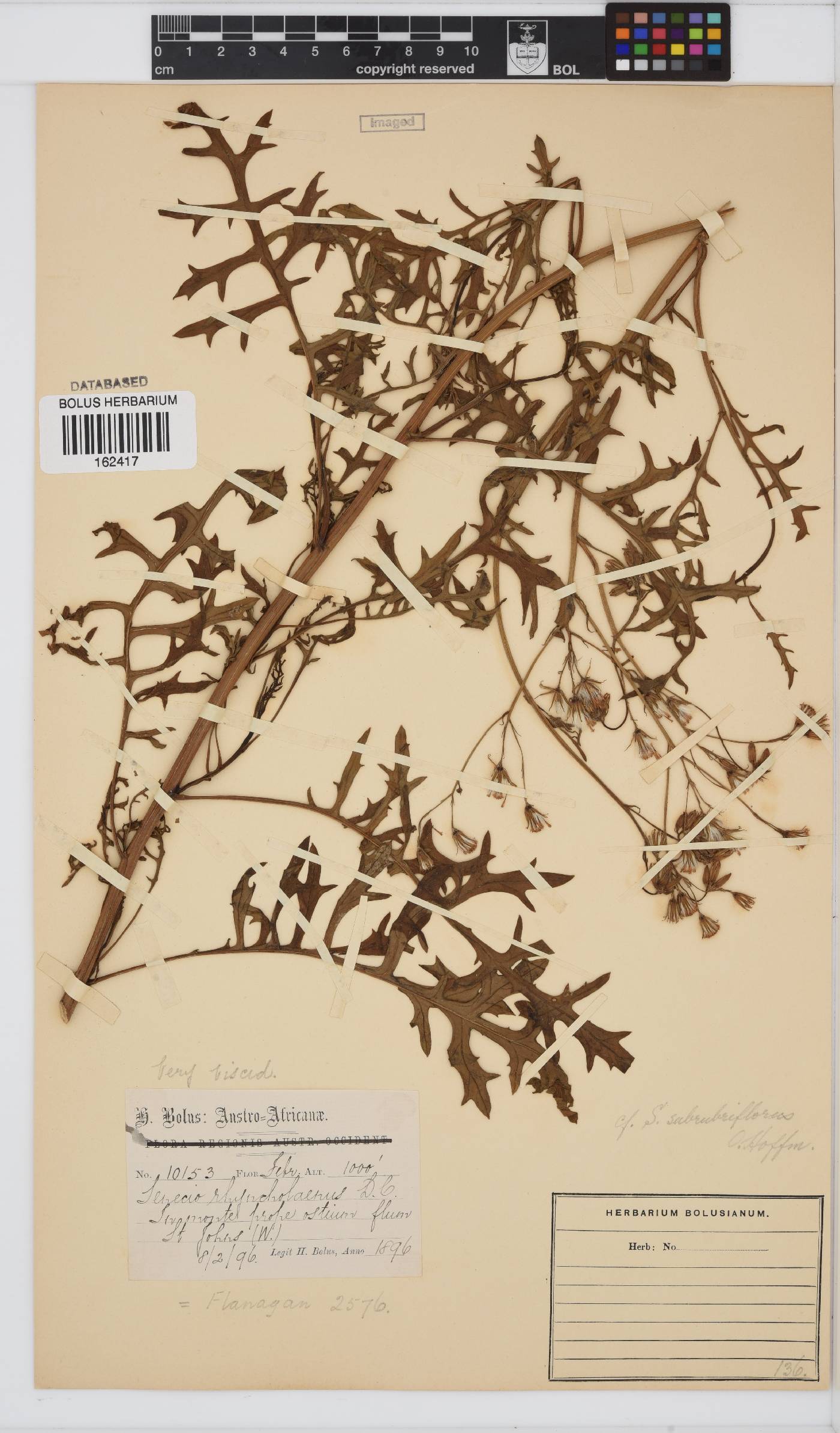 Senecio rhyncholaenus image