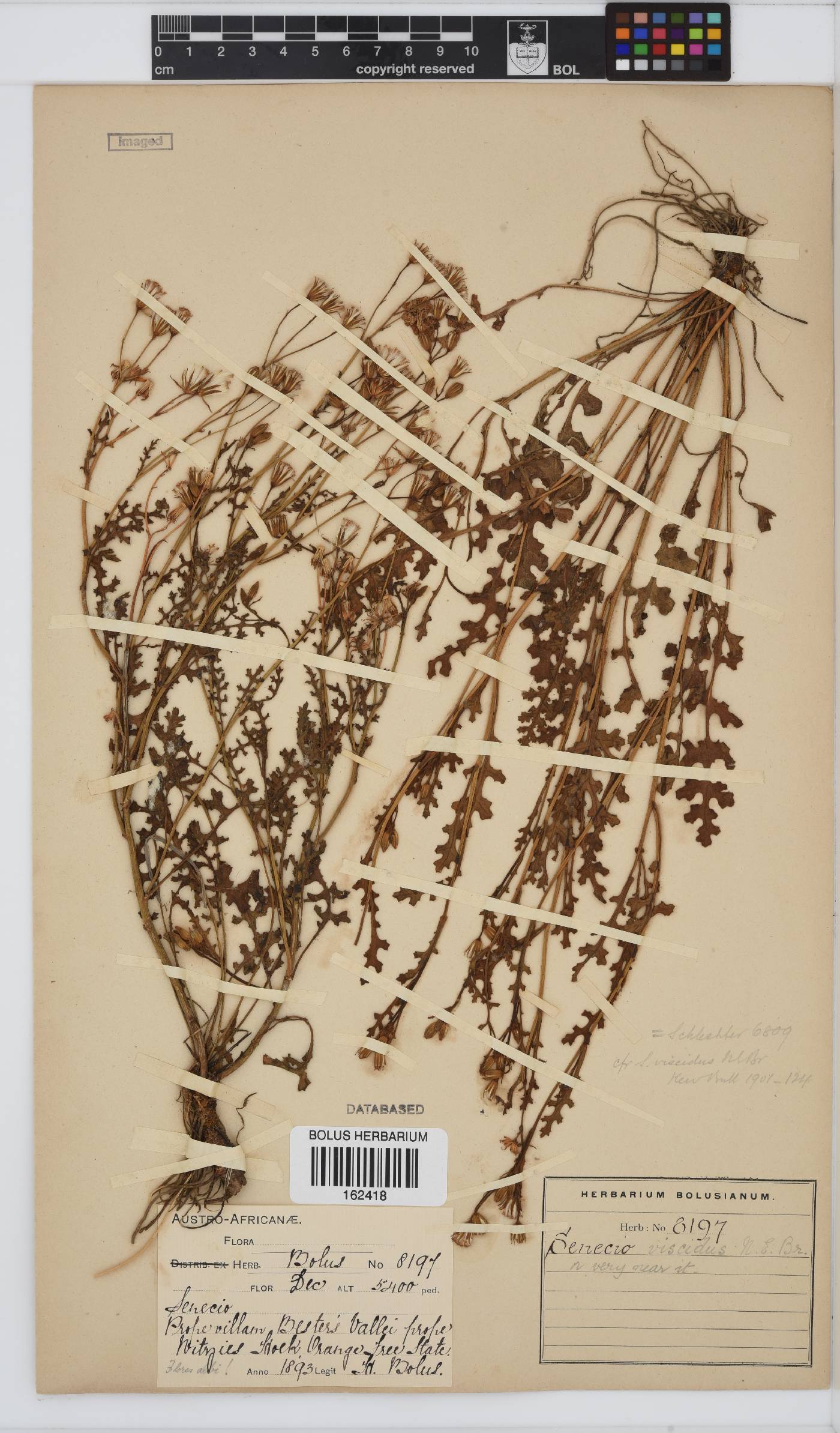 Senecio rhyncholaenus image