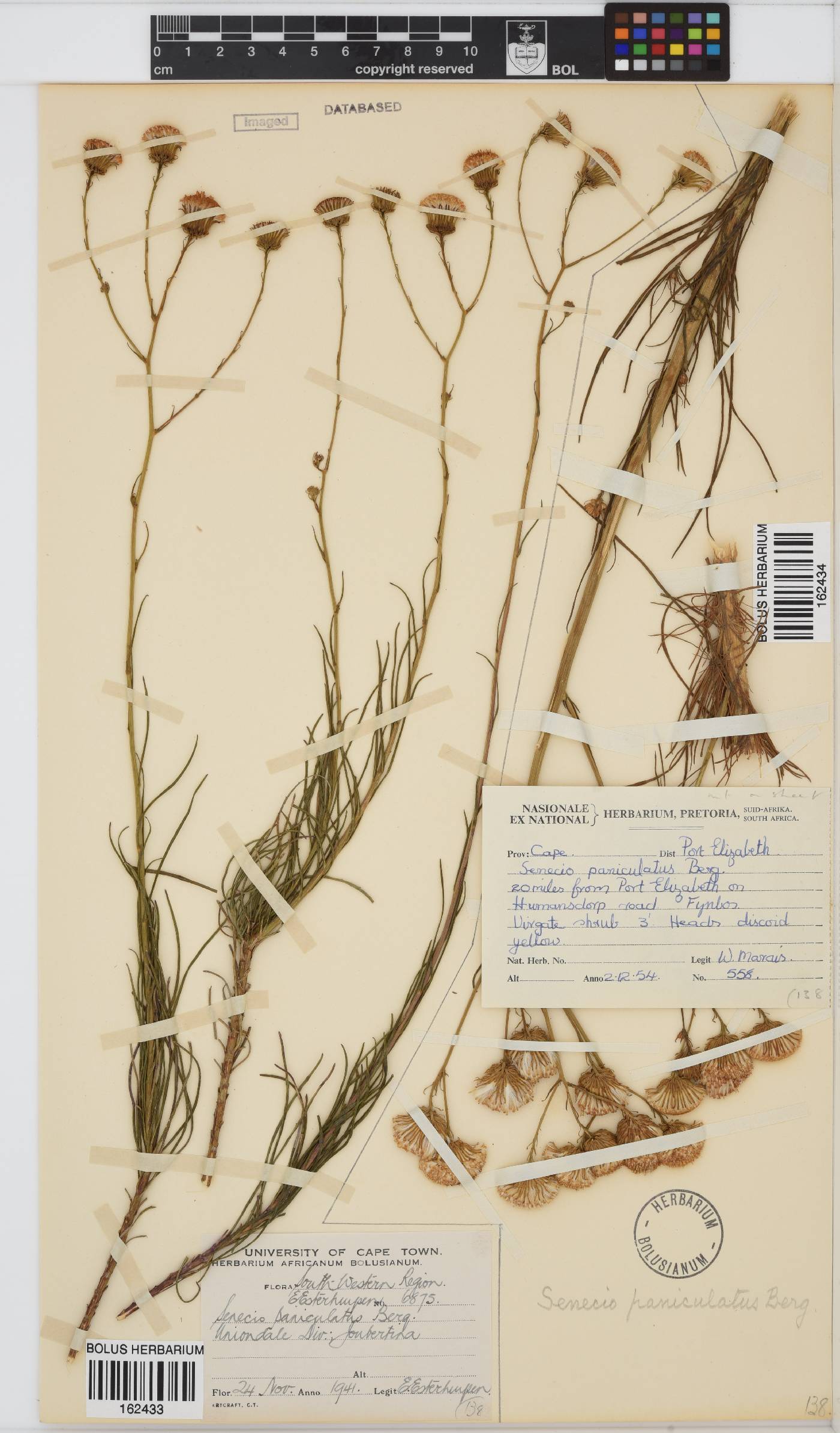 Senecio paniculatus image