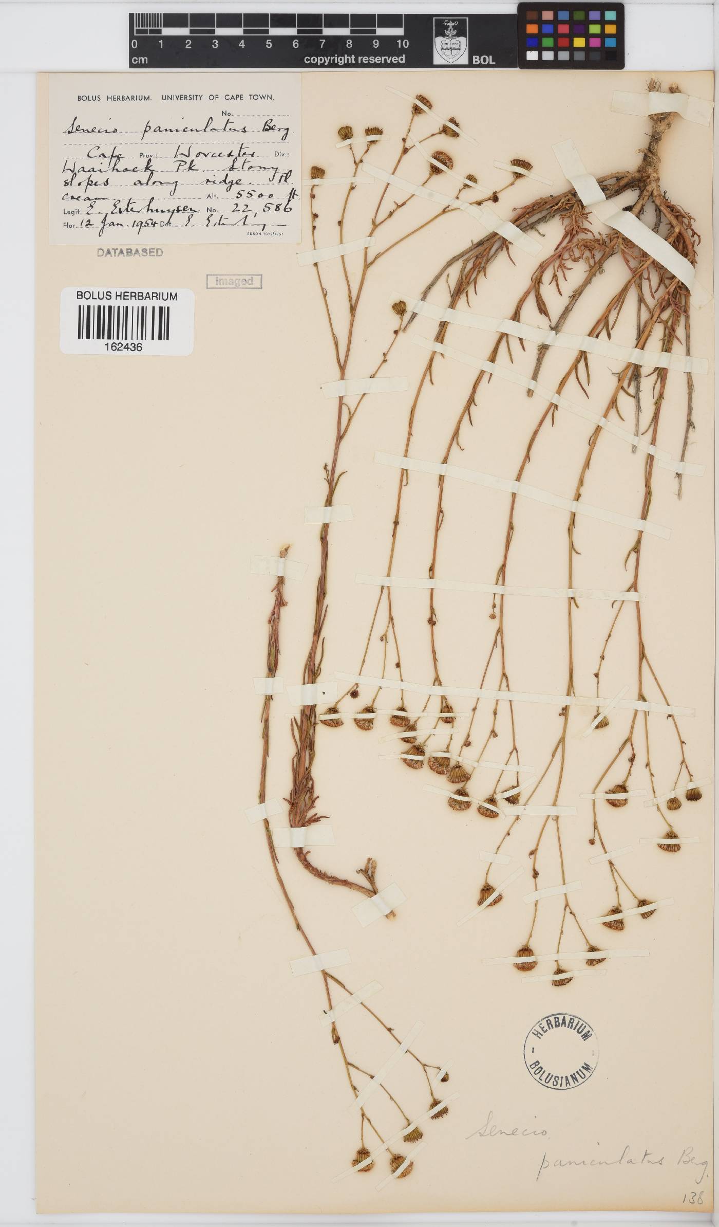 Senecio paniculatus image