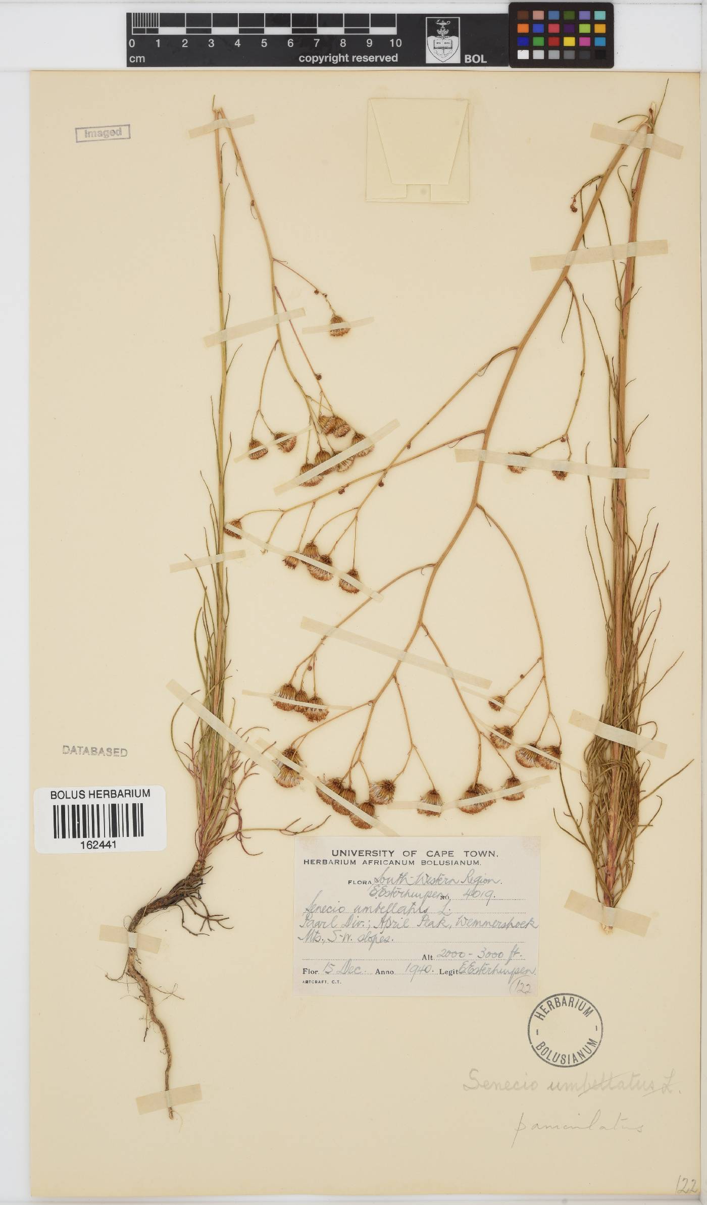 Senecio paniculatus image