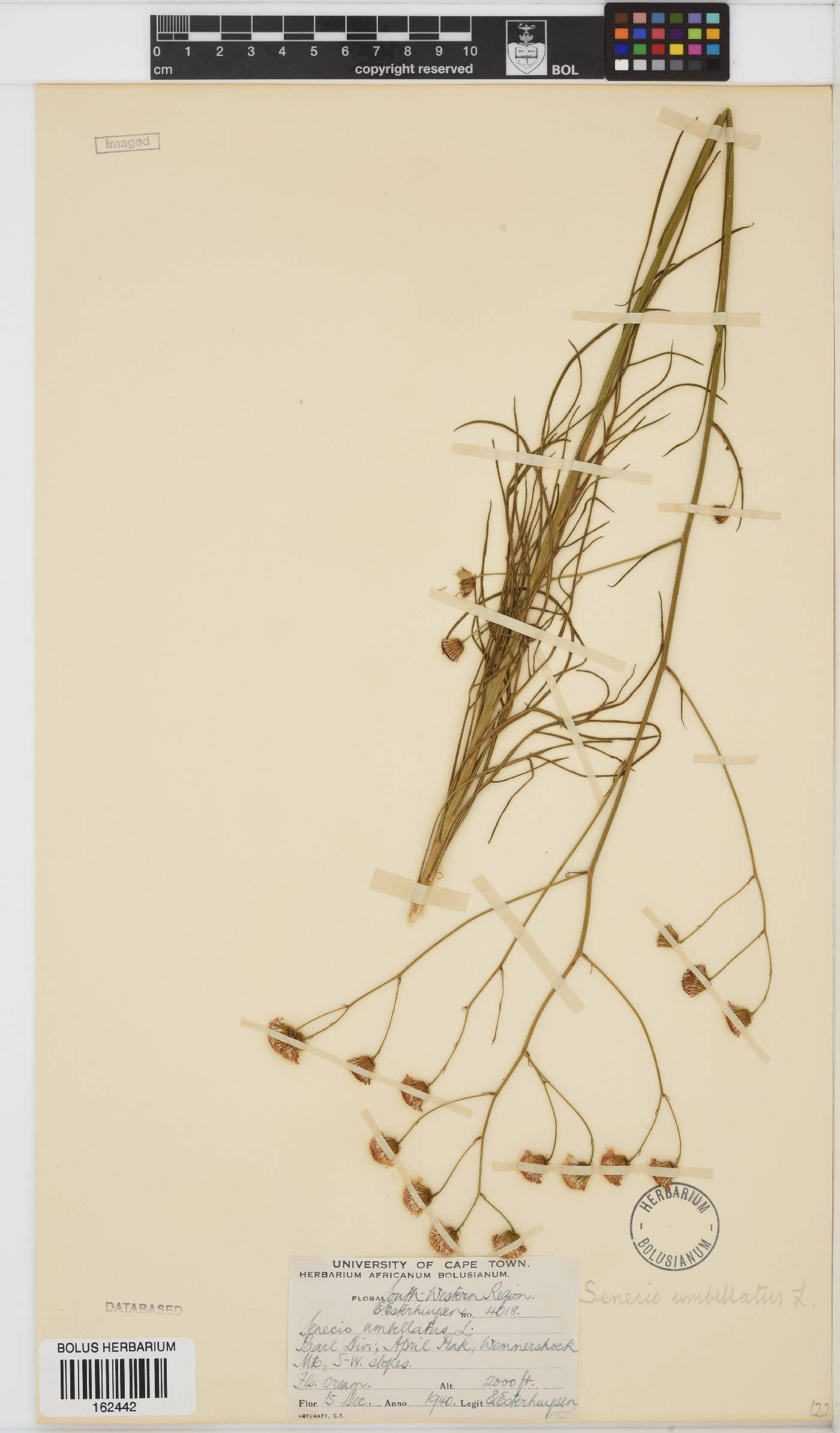 Senecio paniculatus image