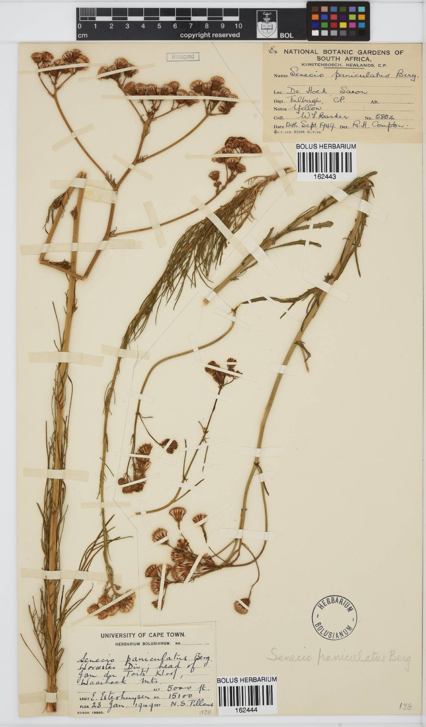 Senecio paniculatus image